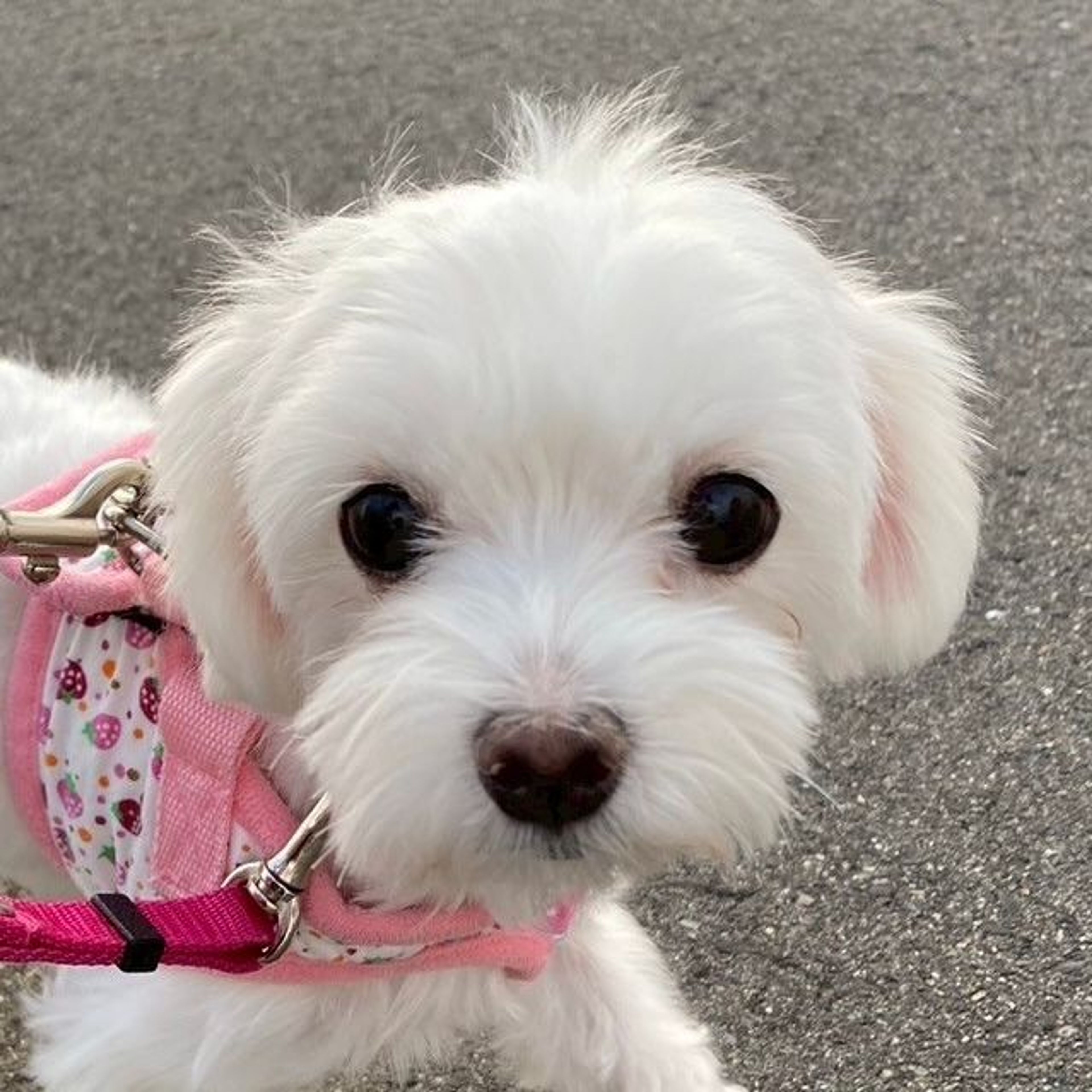 マルチーズ・メスの里親募集の写真