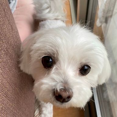 マルチーズ・メスの里親募集の写真
