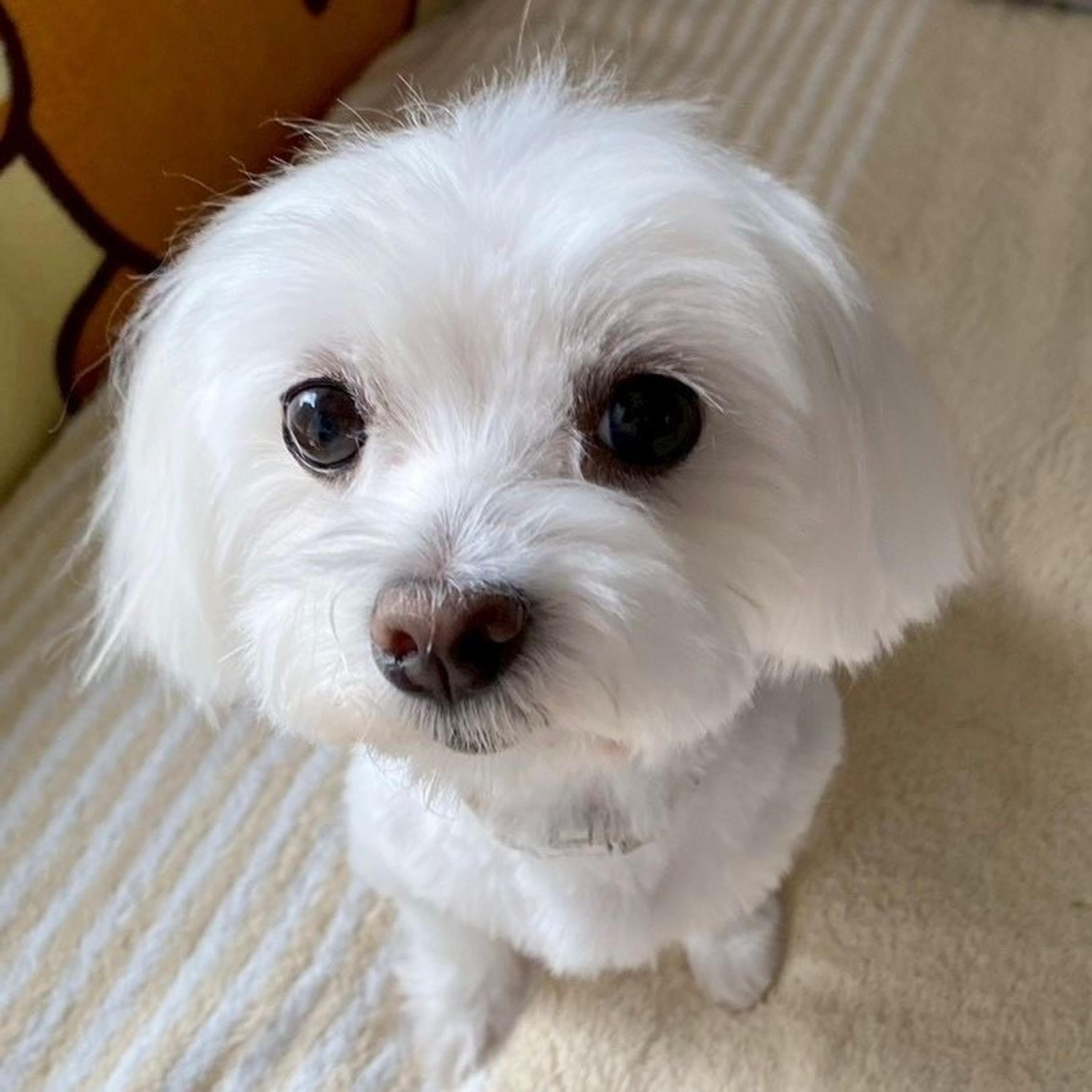 pet-image-4