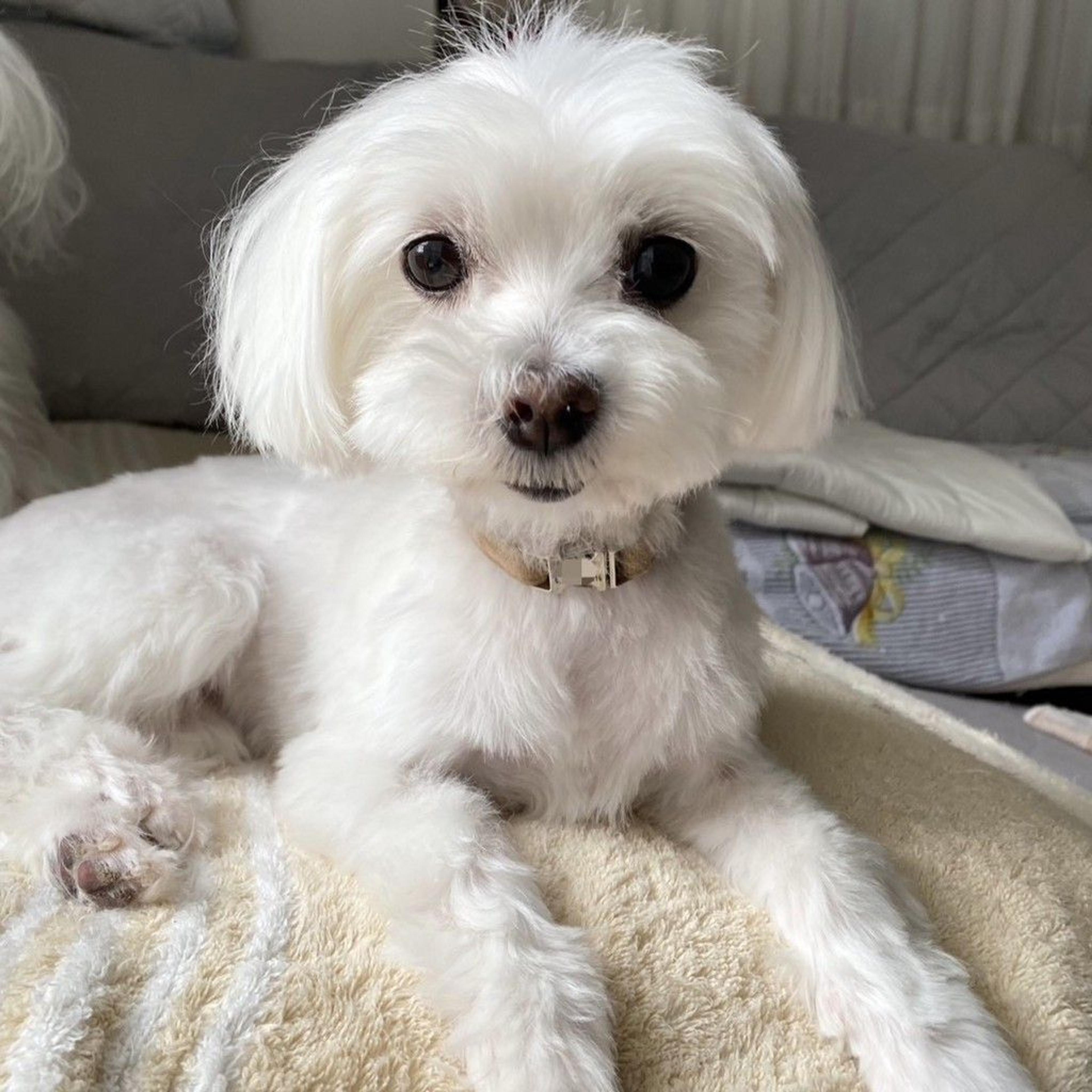 pet-image-5