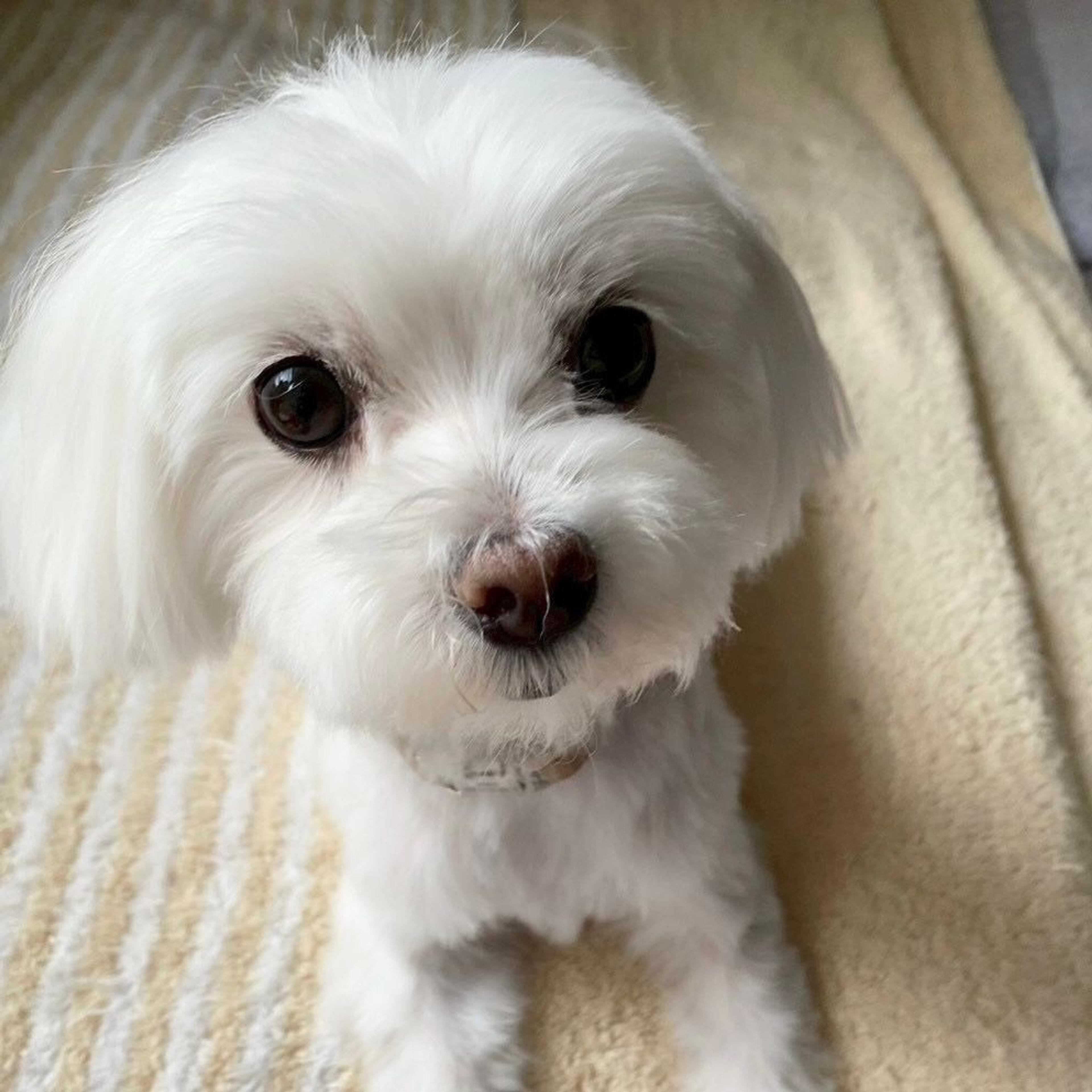 pet-image-7