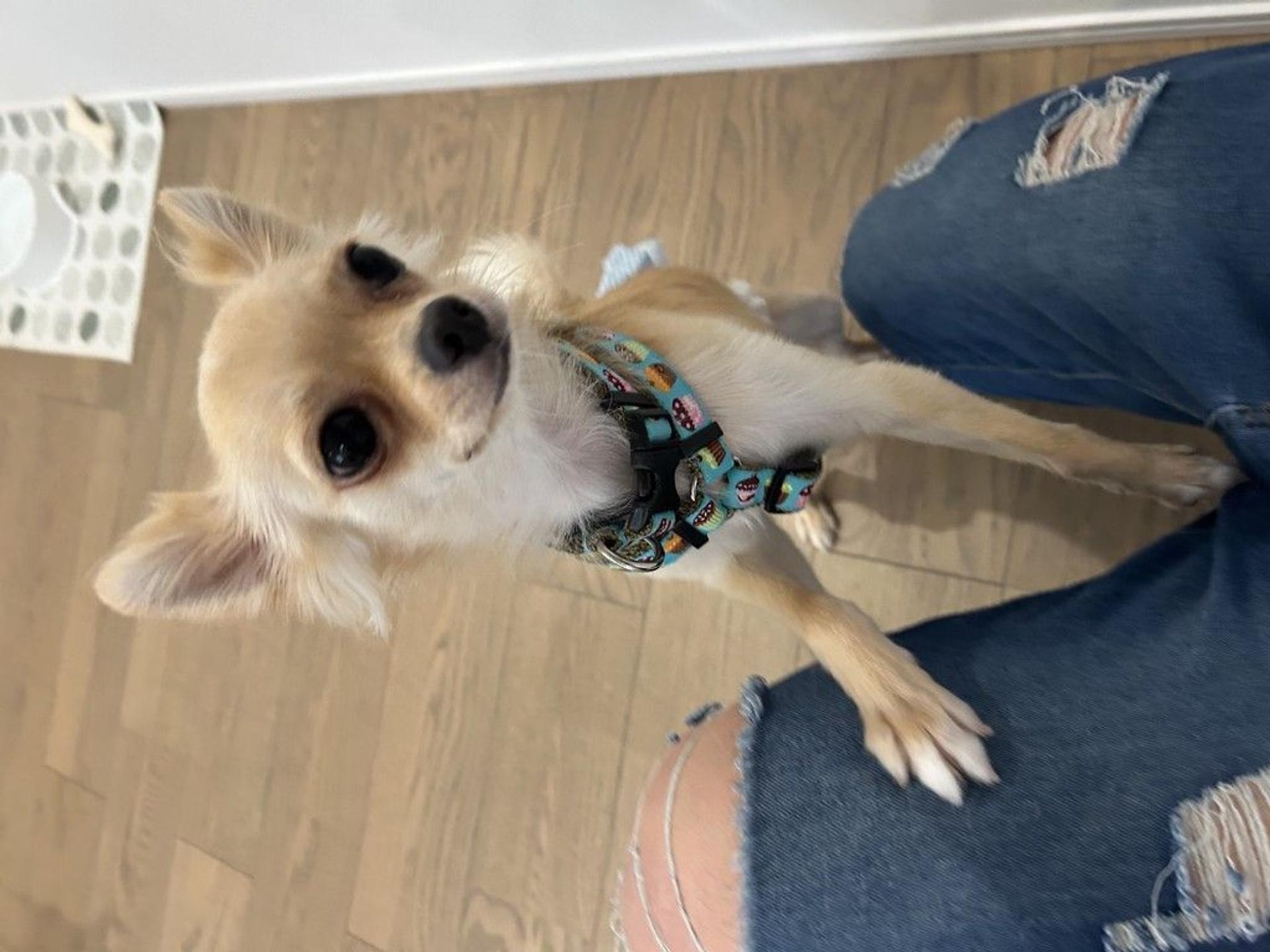 pet-image-4