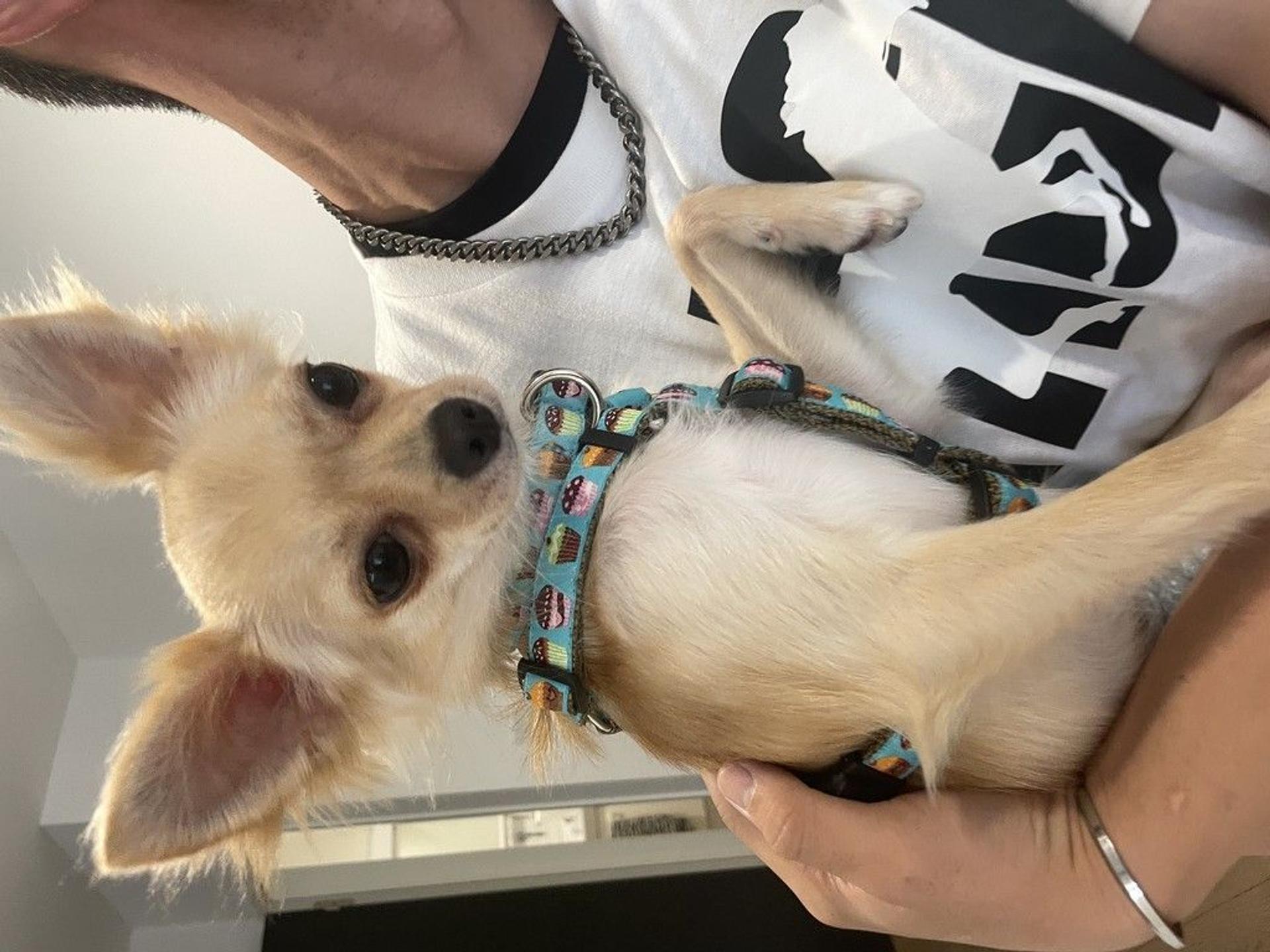 pet-image-5