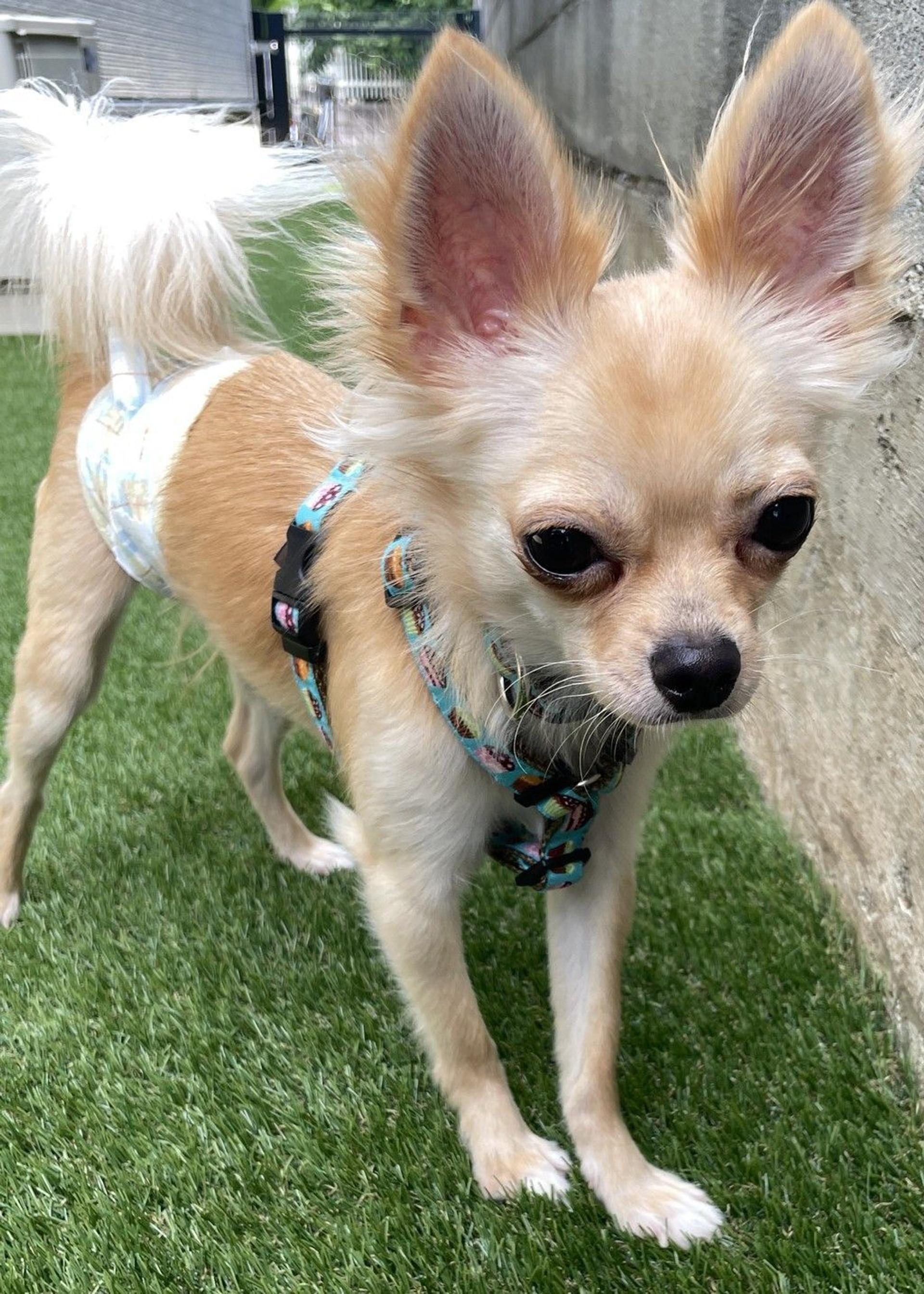 pet-image-3