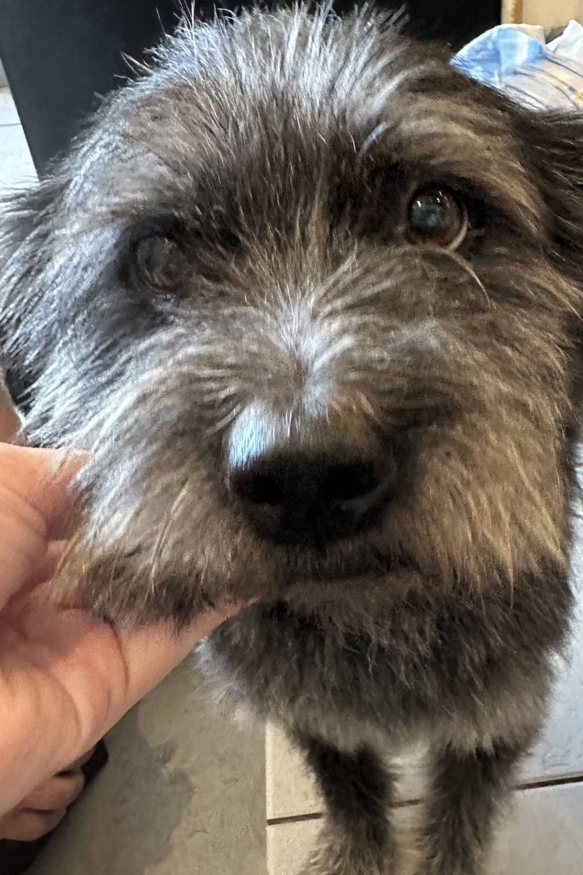雑種（ミックス犬）・オスの里親募集の写真