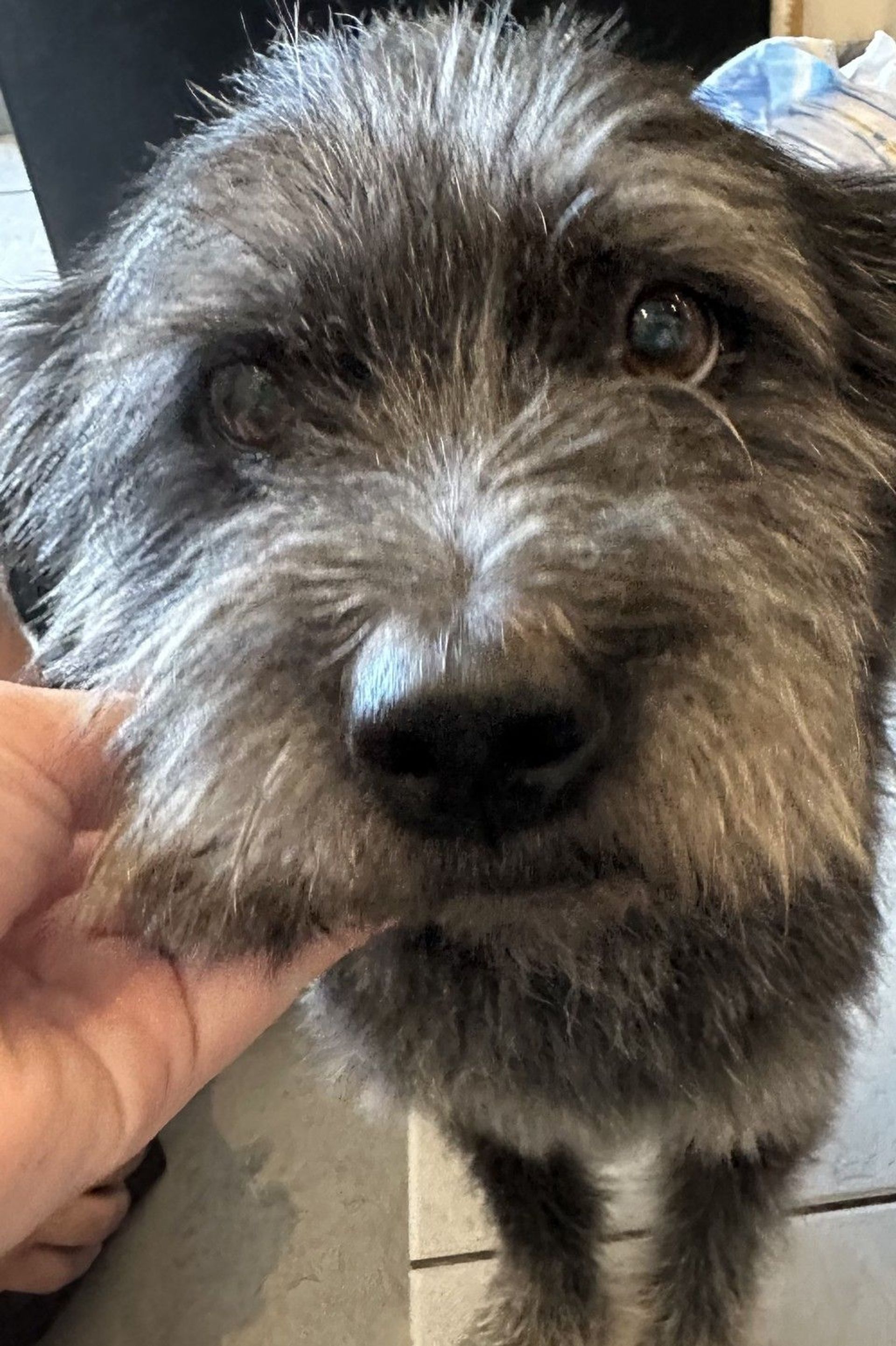 雑種（ミックス犬）・オスの里親募集の写真