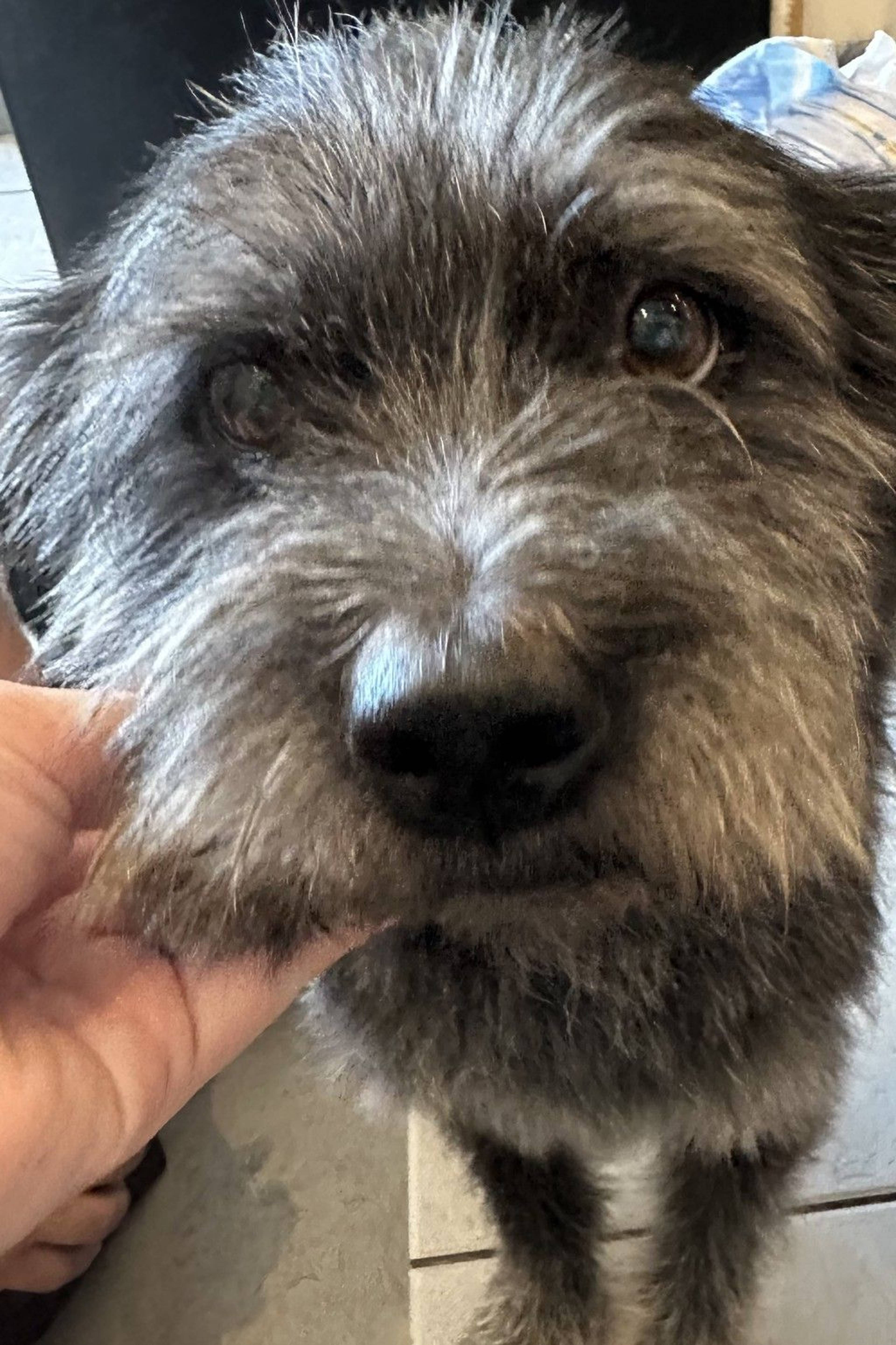 雑種（ミックス犬）・オスの里親募集の写真