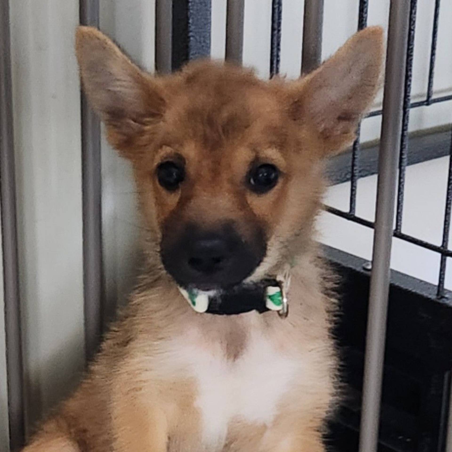 柴犬・オスの里親募集の写真