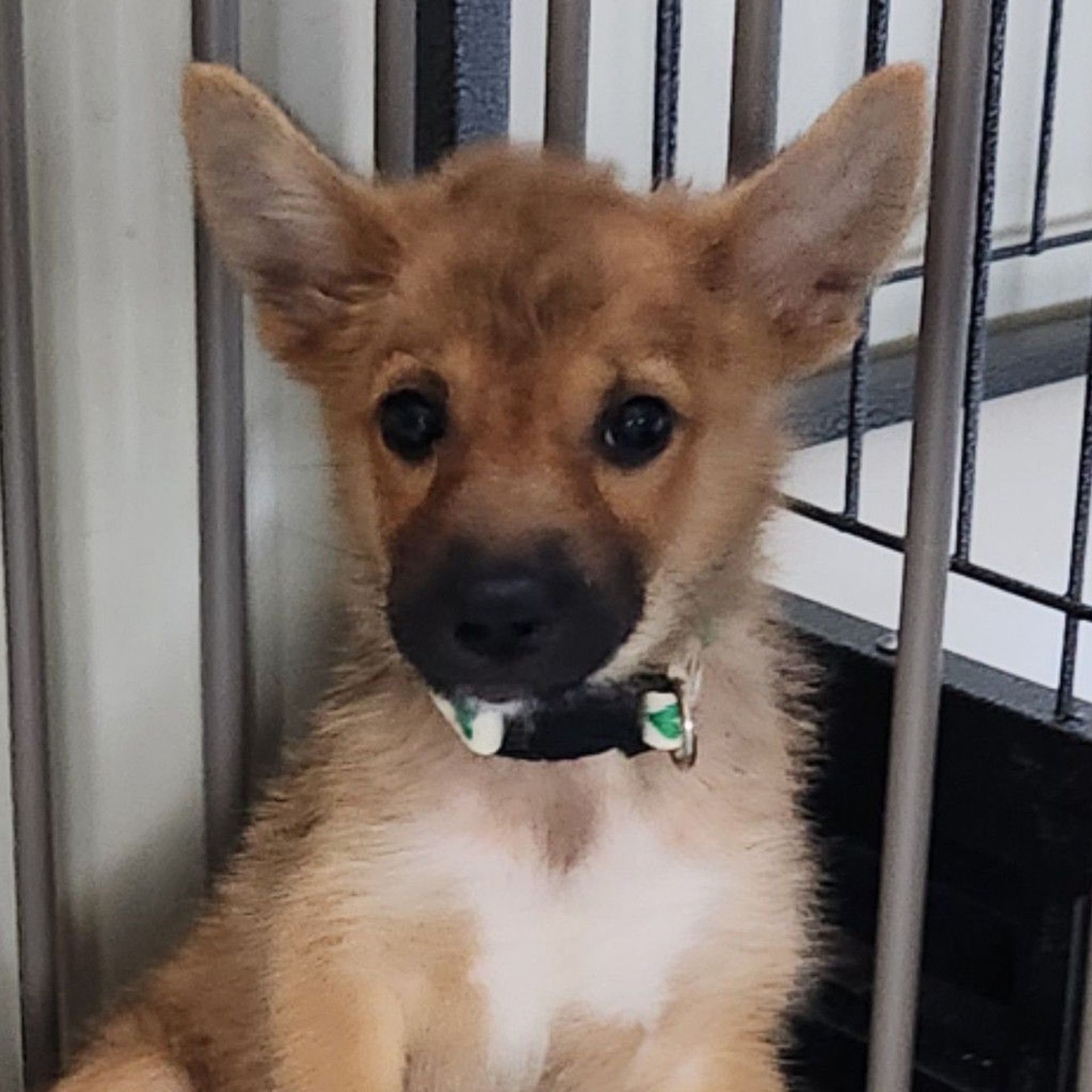 柴犬・オスの里親募集の写真
