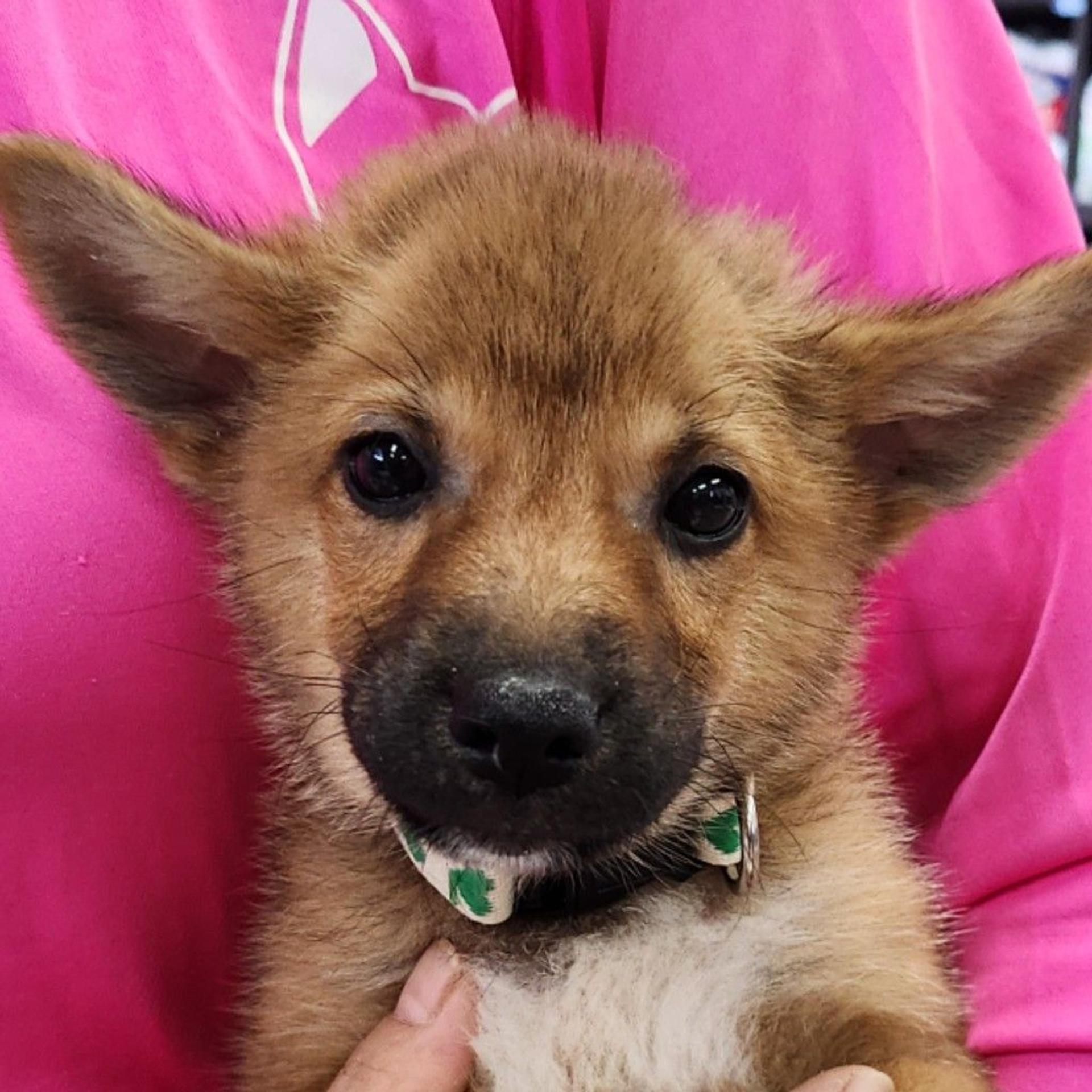 pet-image-3