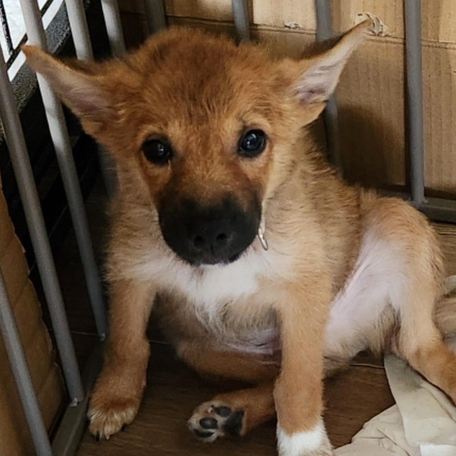 pet-image-2