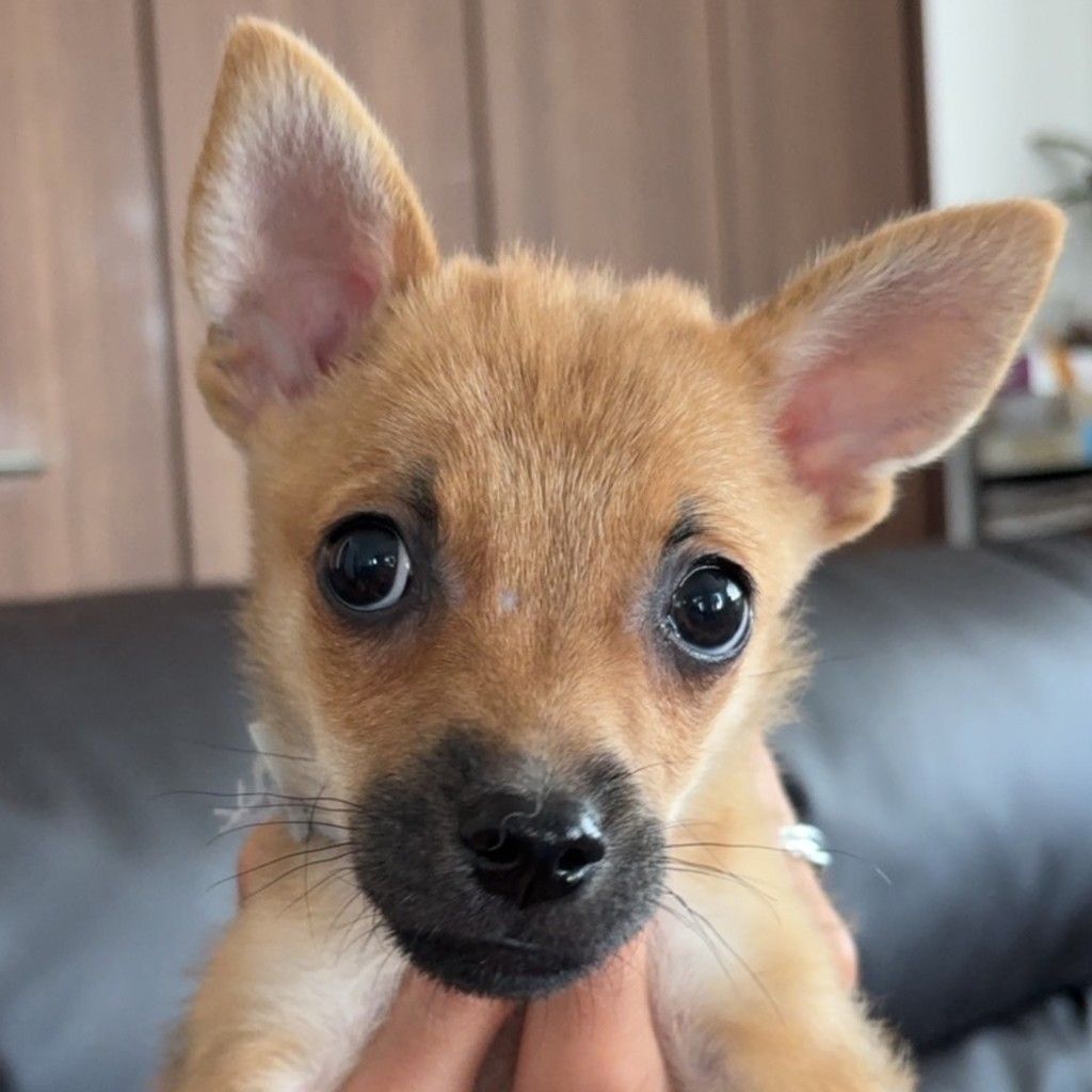 チワワ&柴犬MIX | チワワ | NPO法人アニマルレスキュー Miki Japan