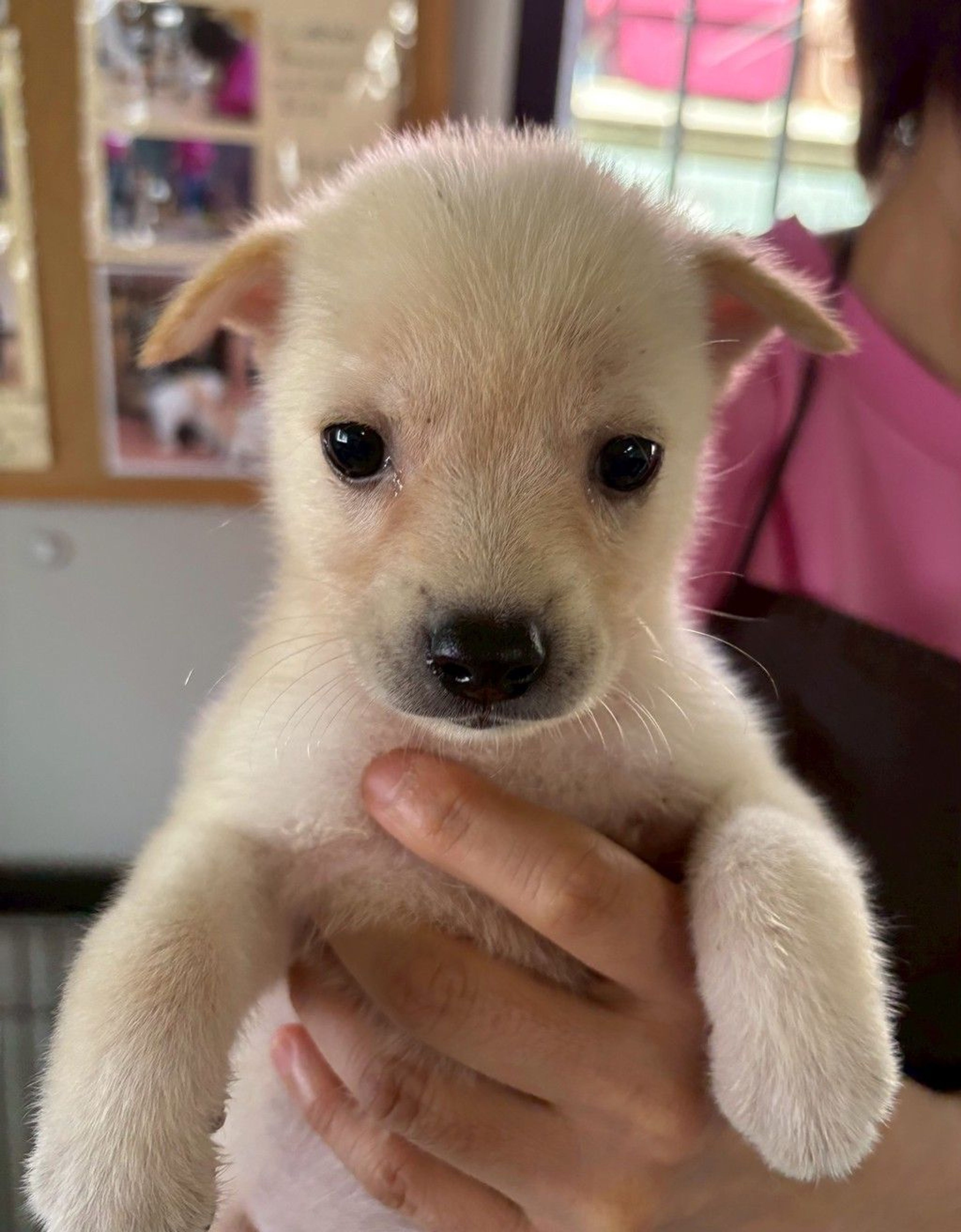 pet-image-2