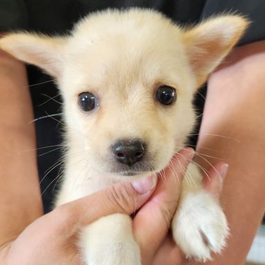 さき