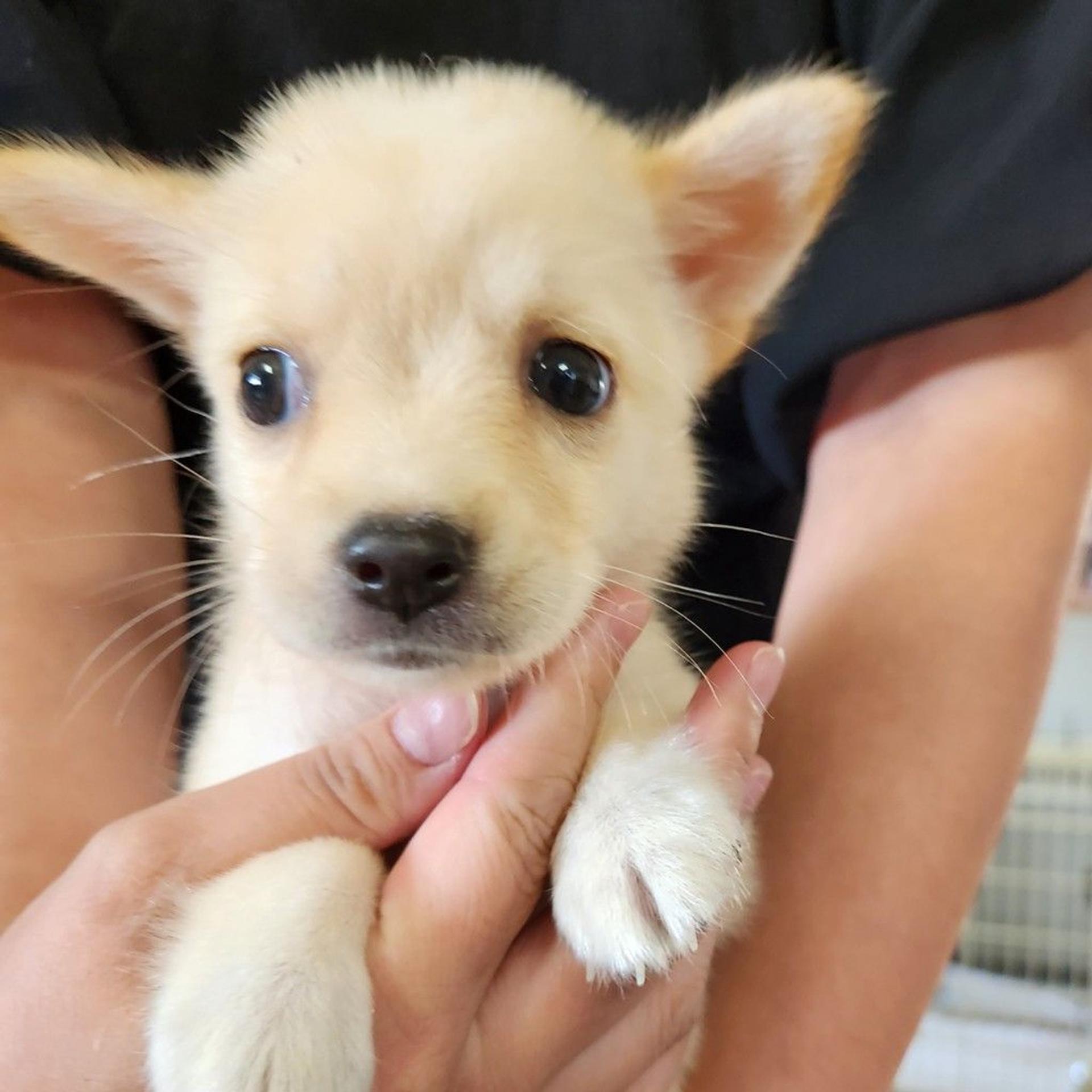 pet-image-2