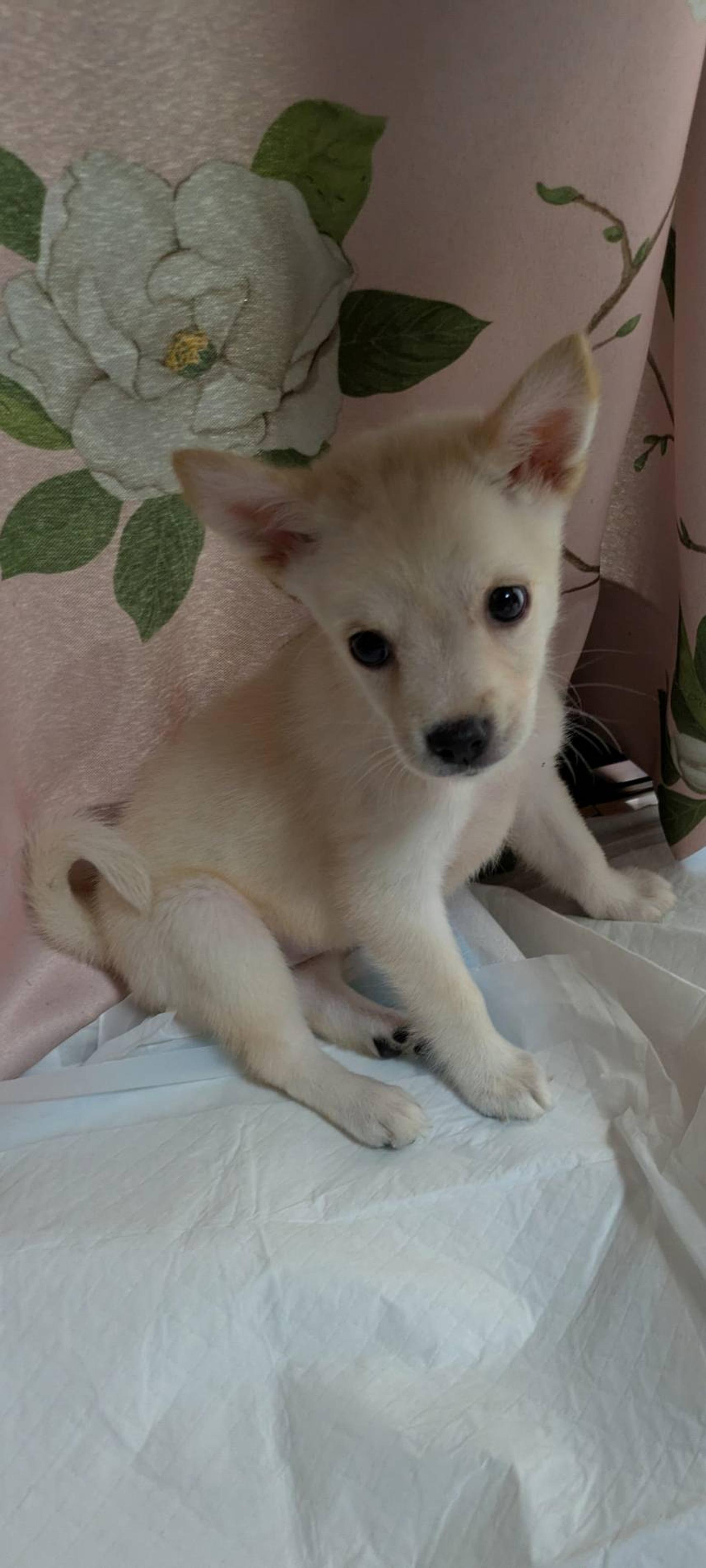 pet-image-3