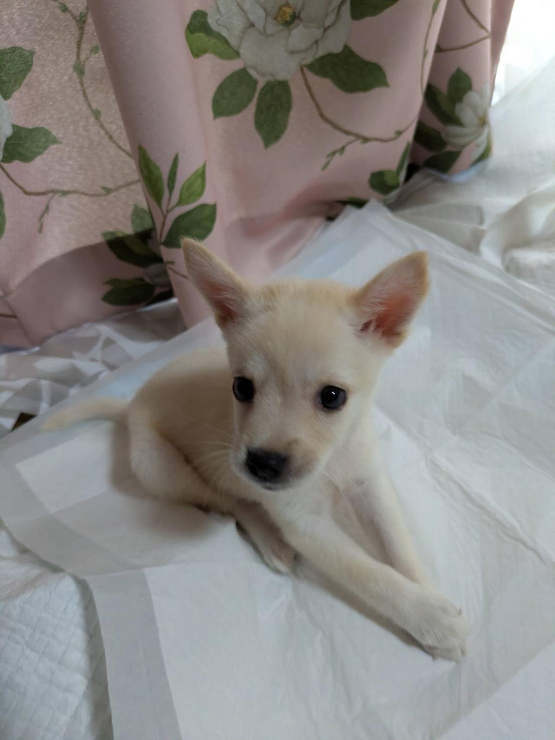 pet-image-4