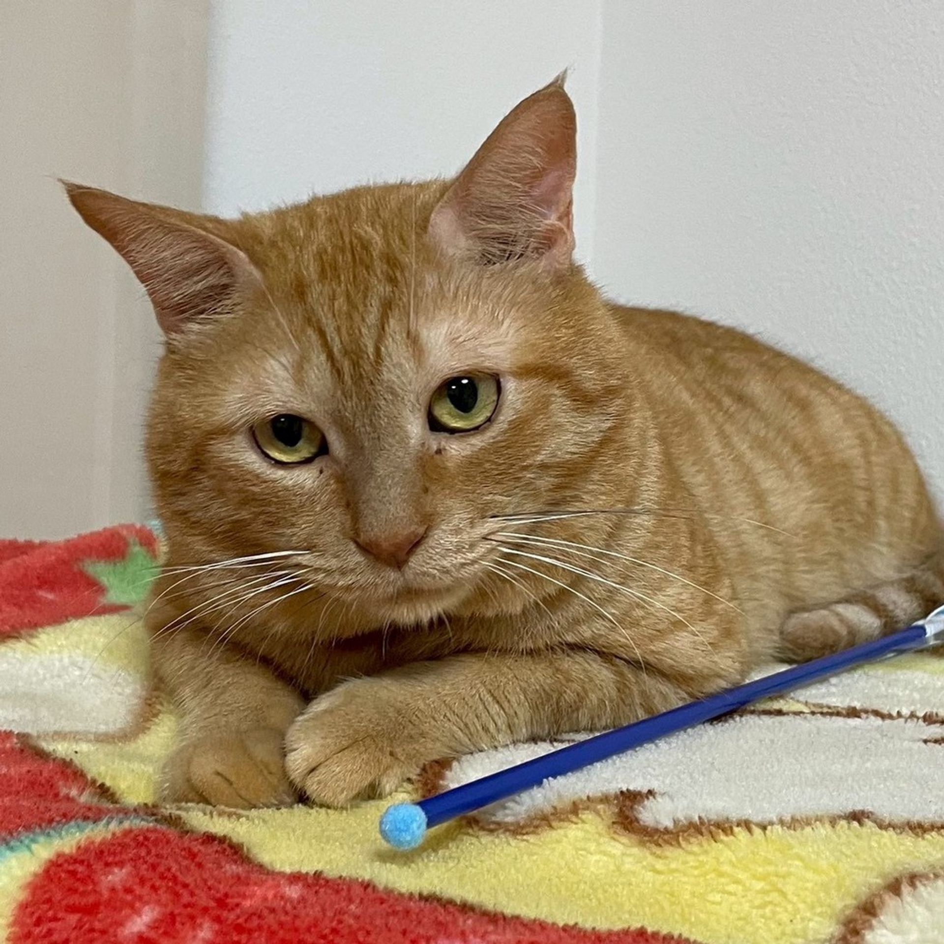 雑種（ミックス猫）・オスの里親募集の写真
