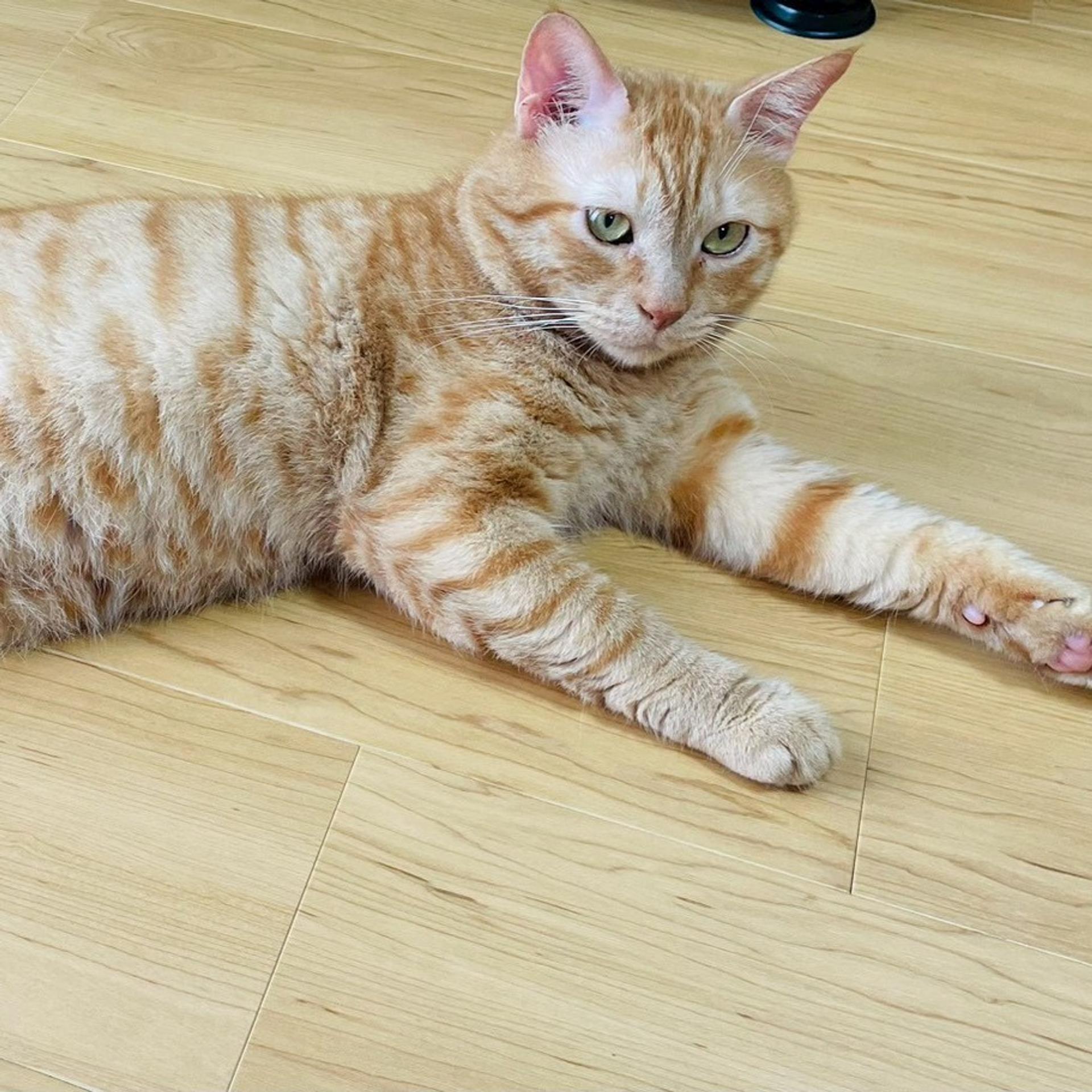 pet-image-3