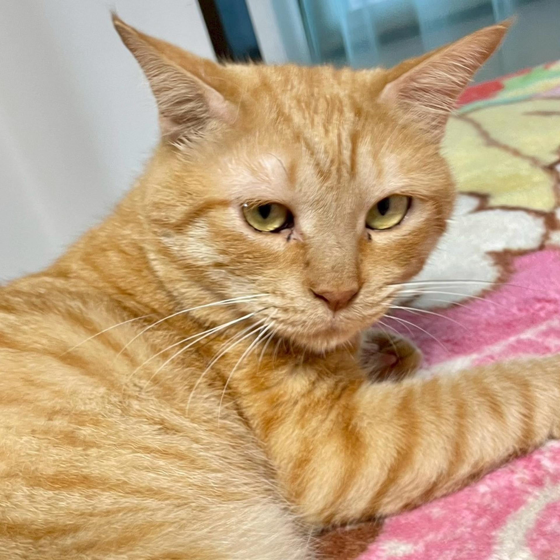 pet-image-6