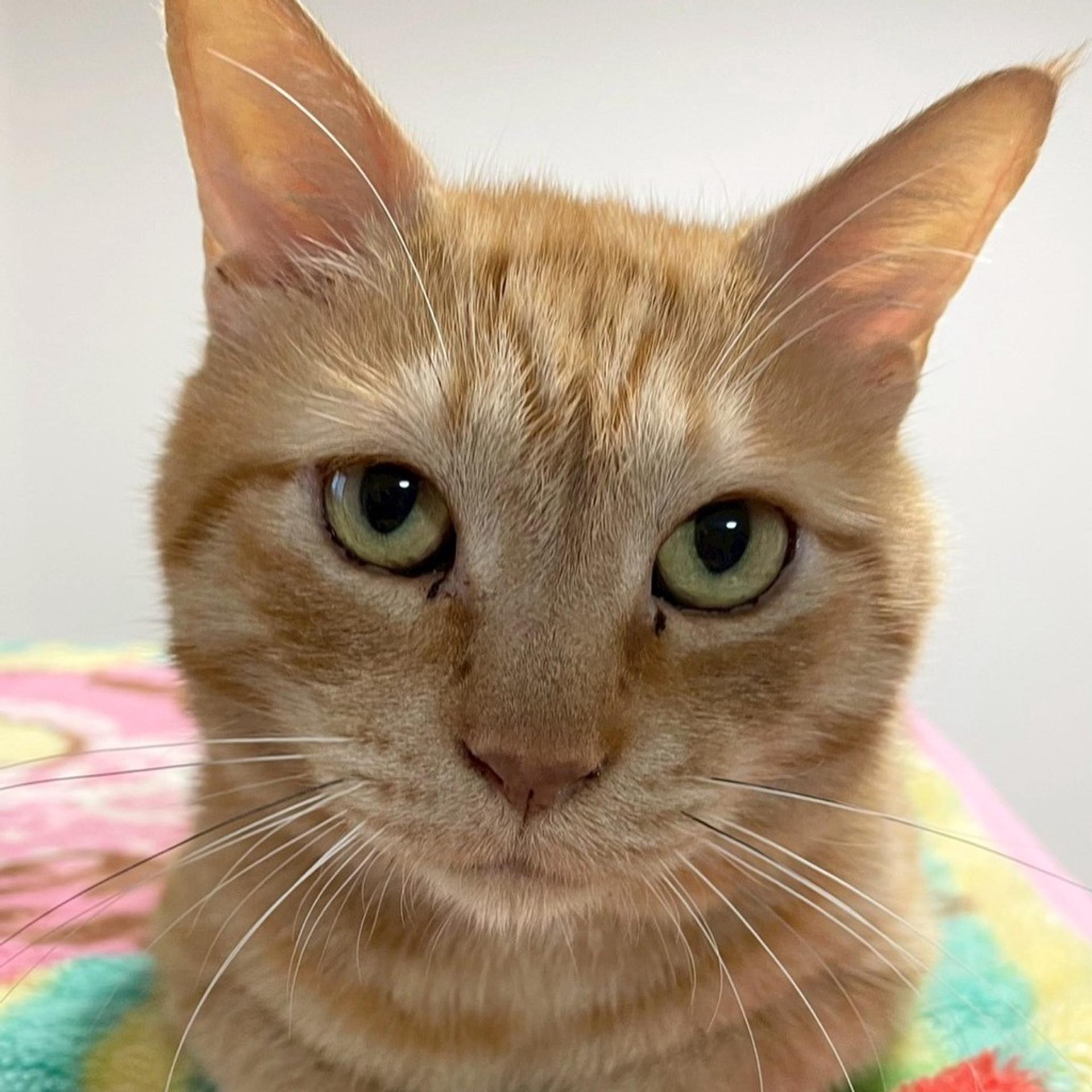 pet-image-8