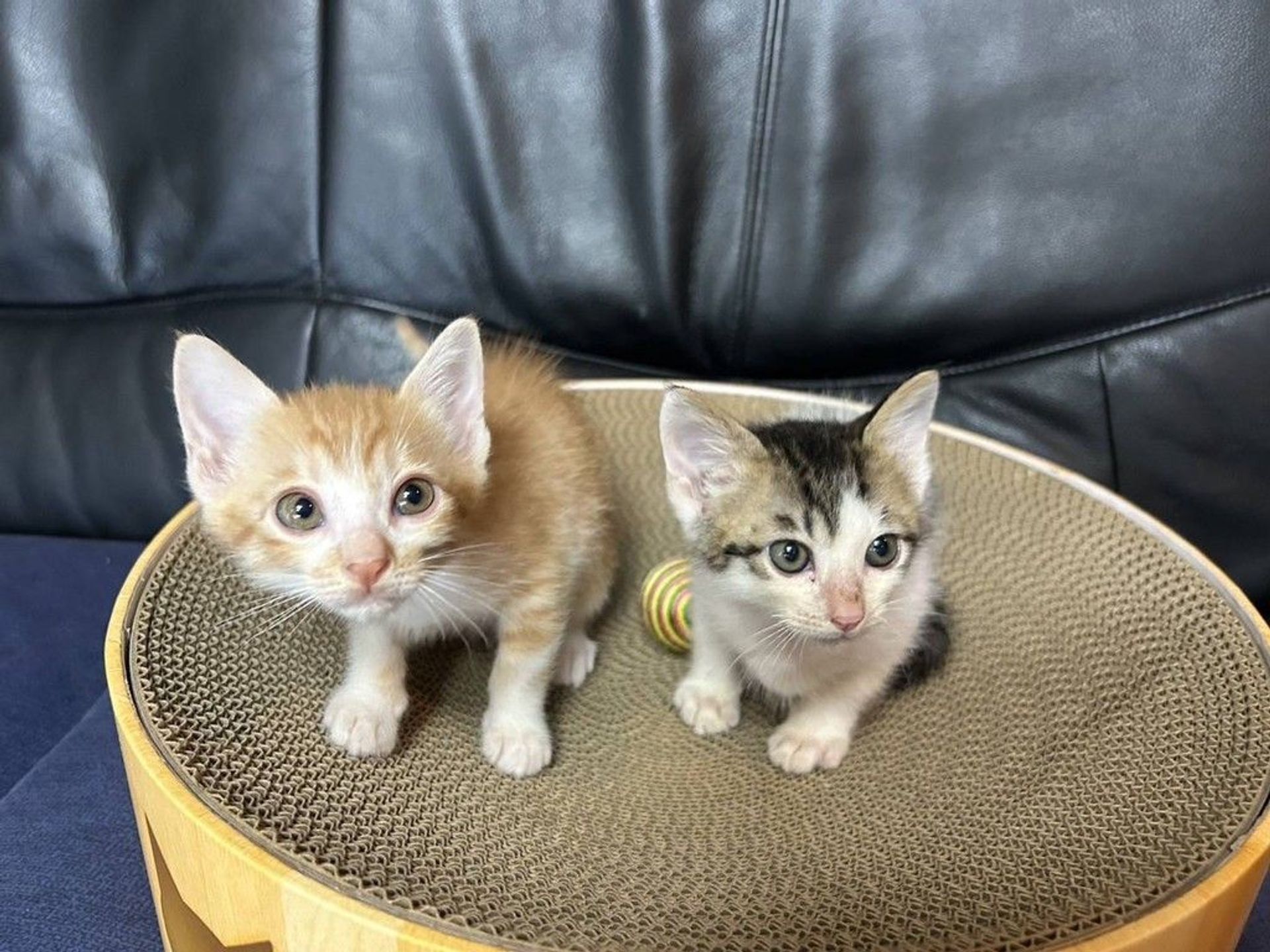 雑種（ミックス猫）・メスの里親募集の写真