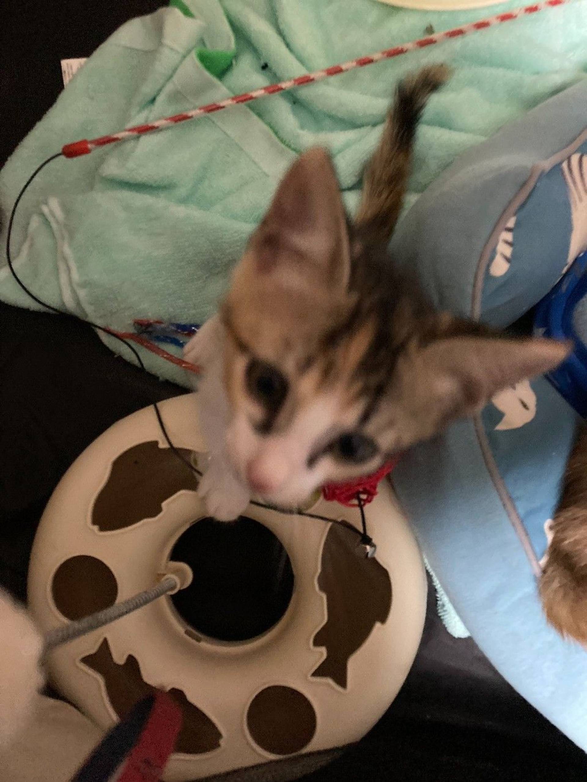 雑種（ミックス猫）・メスの里親募集の写真