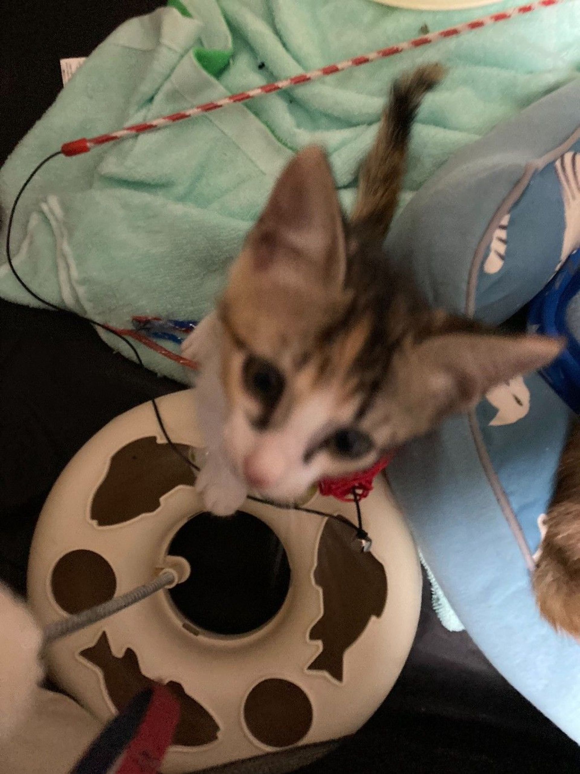 雑種（ミックス猫）・メスの里親募集の写真