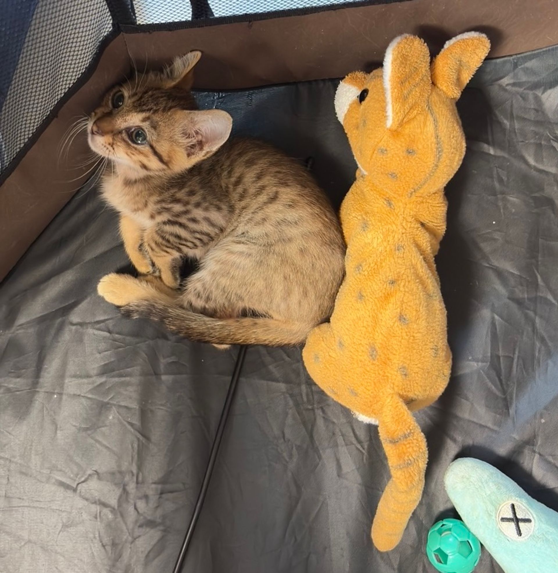 雑種（ミックス猫）・オスの里親募集の写真