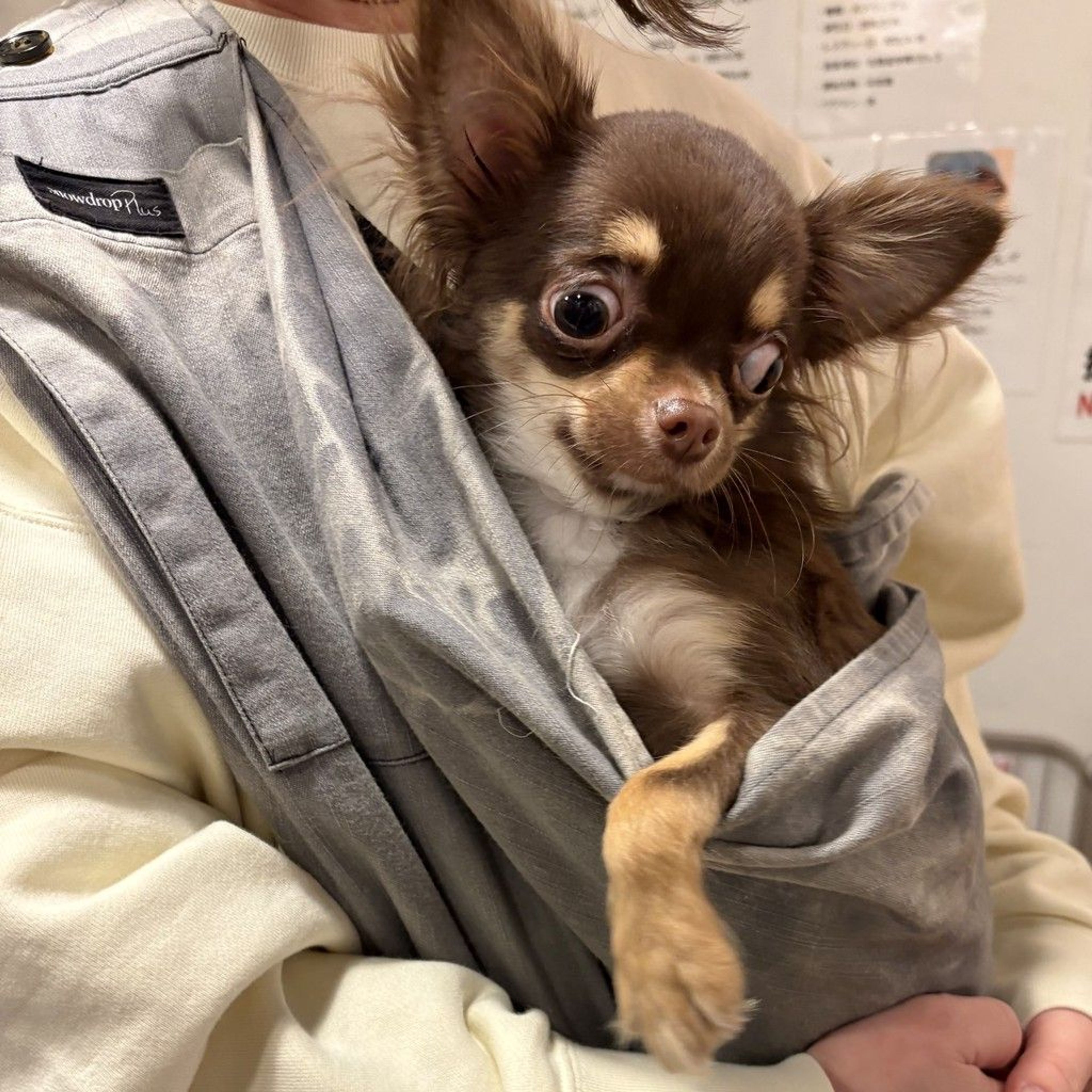 チワ♡ 愛情深くて優しい性格のチワワくん^ ^ | チワワ | 【保護犬団体】肉球