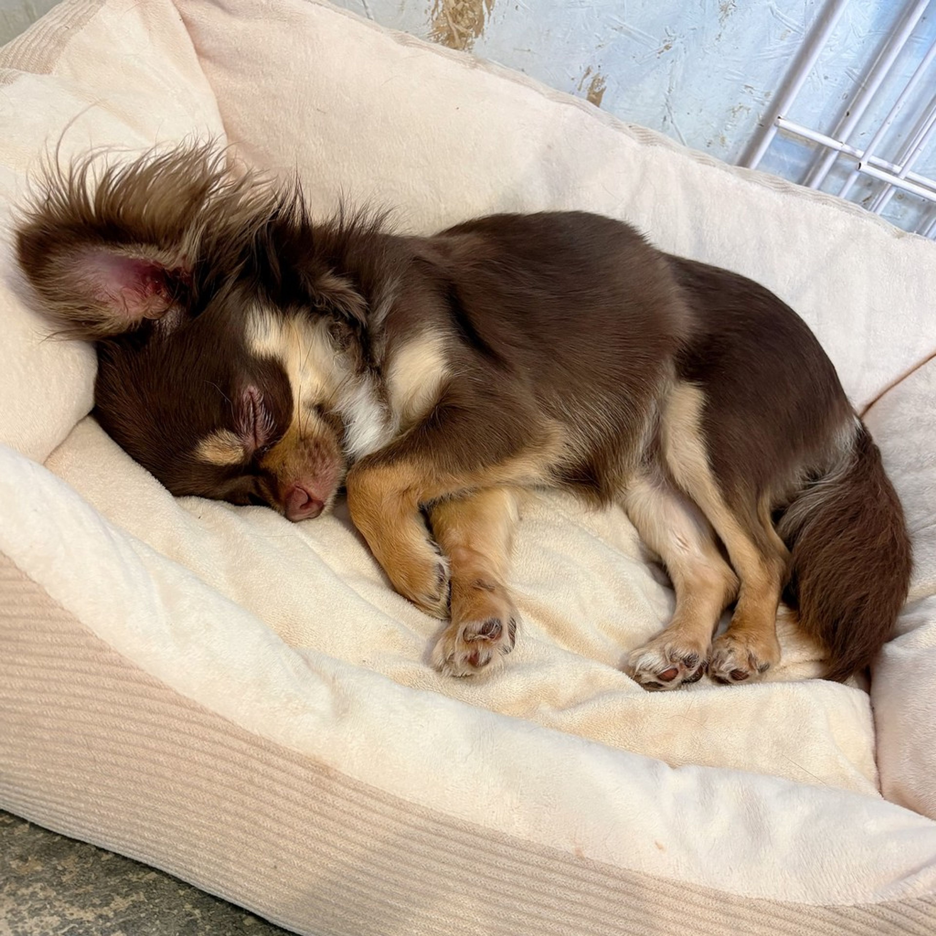 pet-image-3