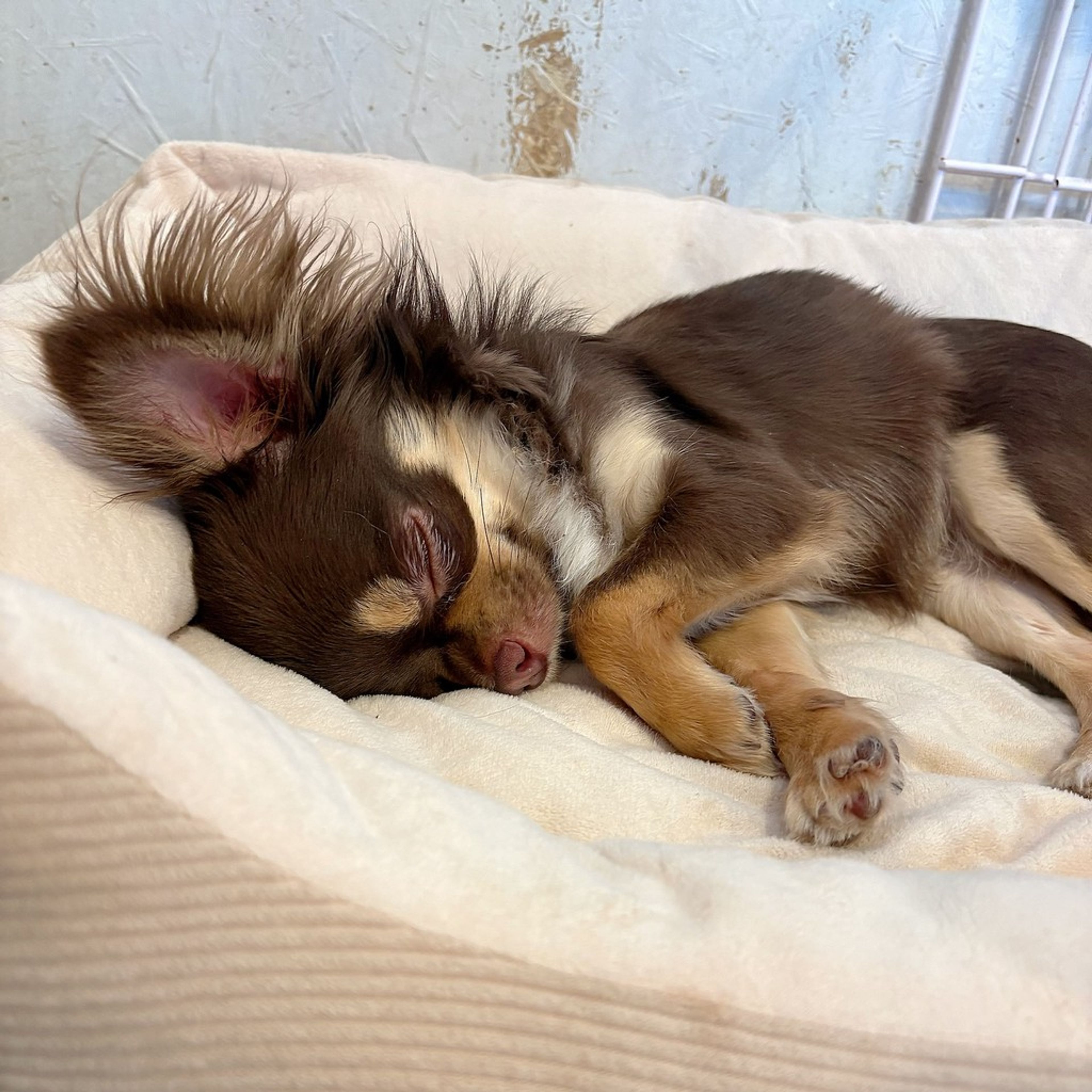 pet-image-4
