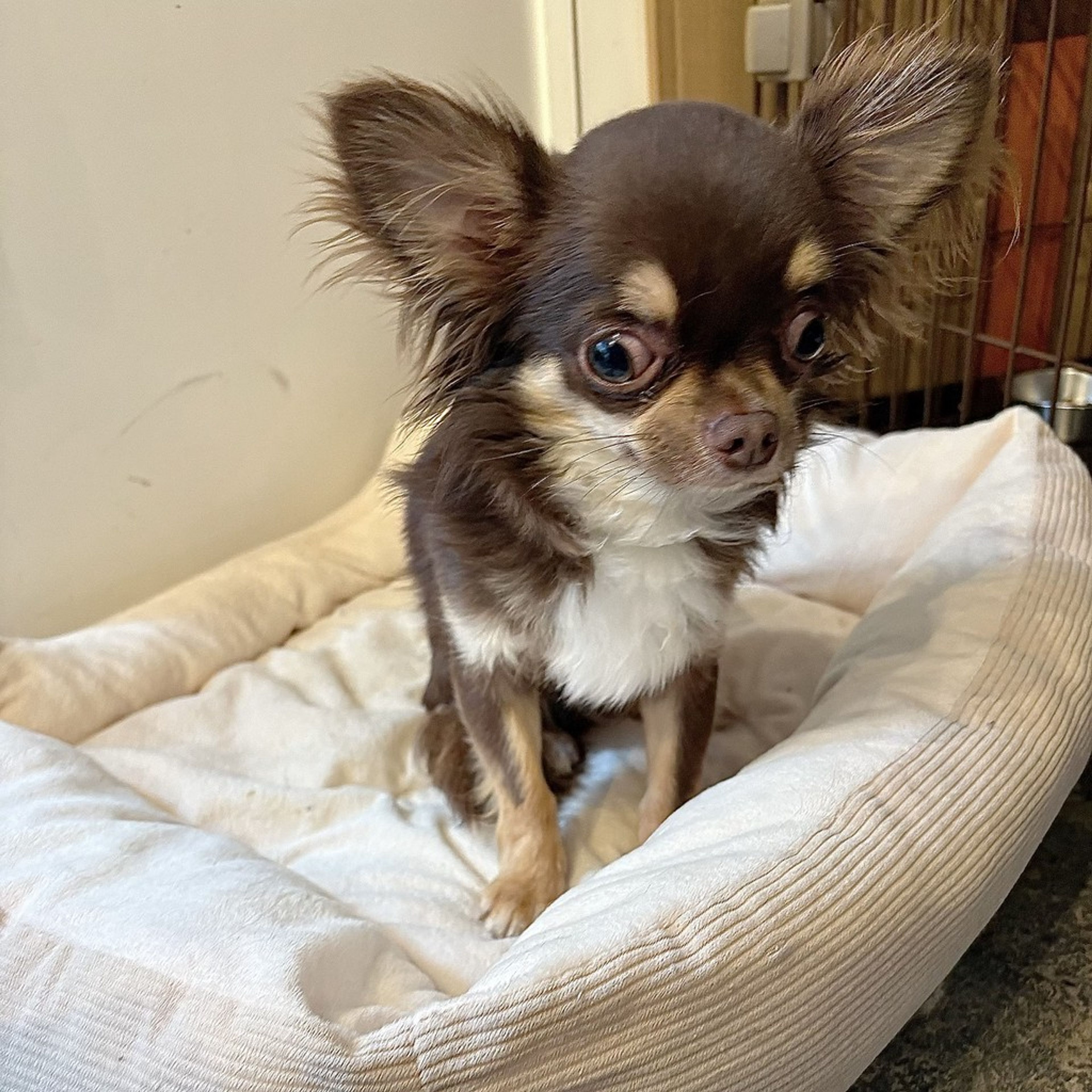 pet-image-5