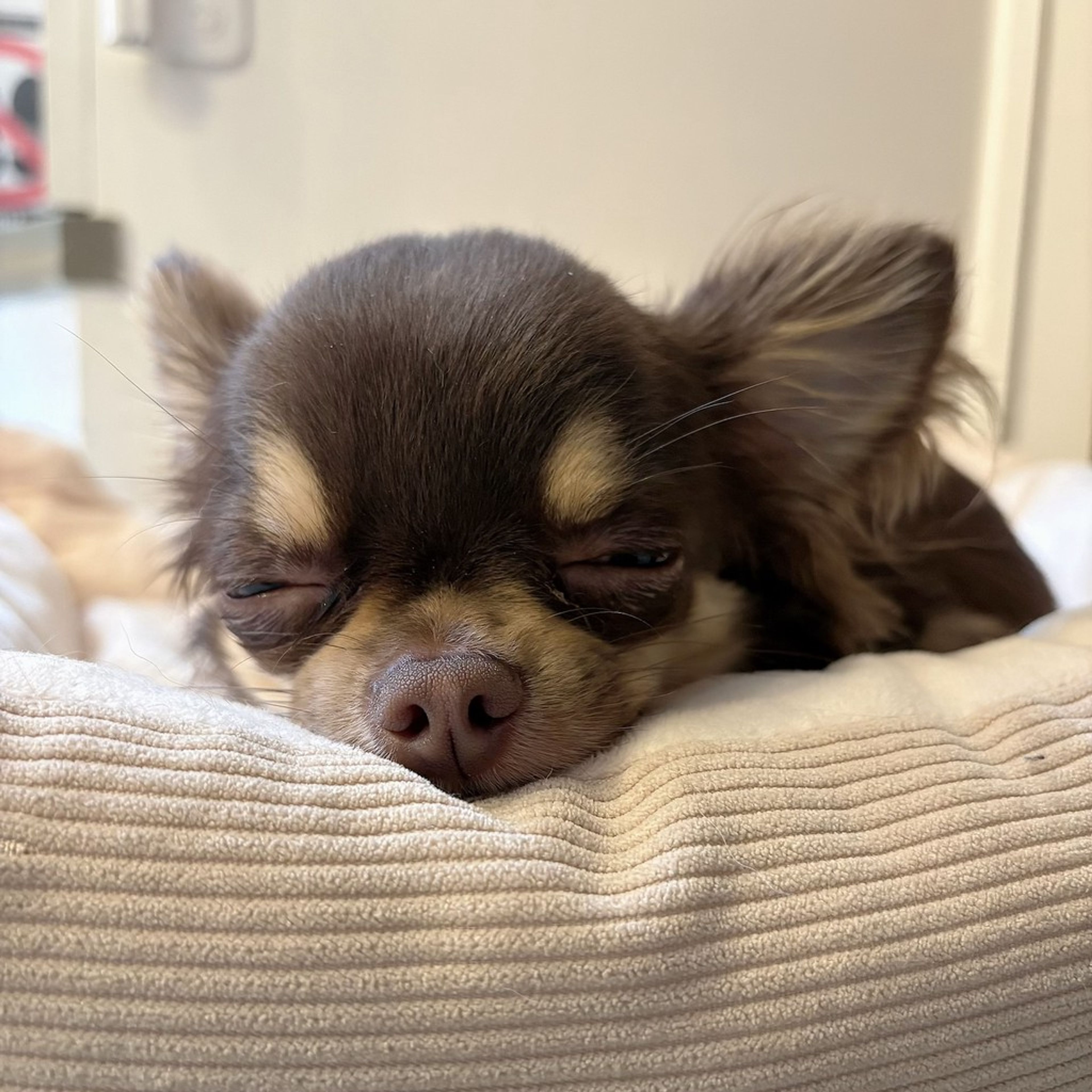 pet-image-6