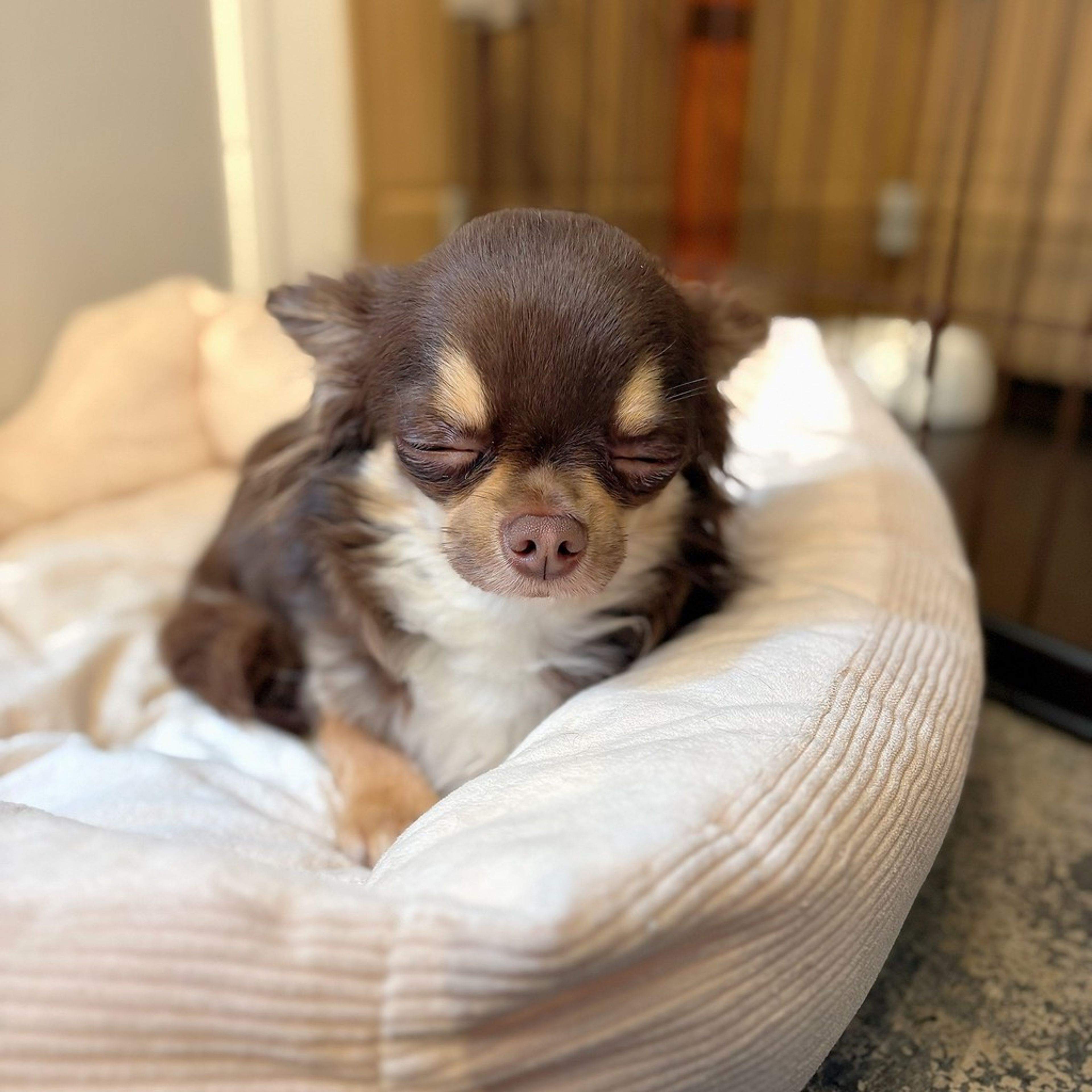 pet-image-7