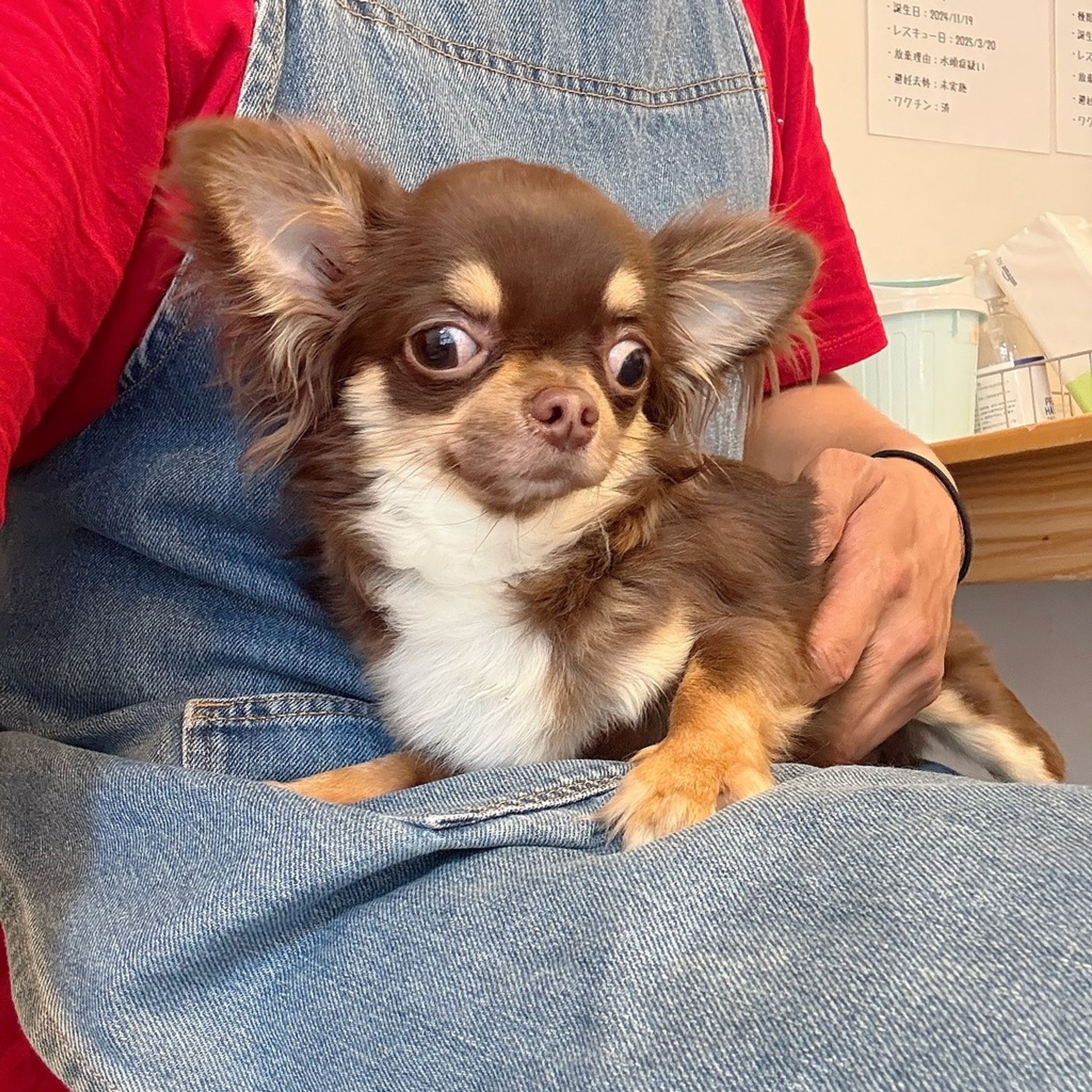 pet-image-8