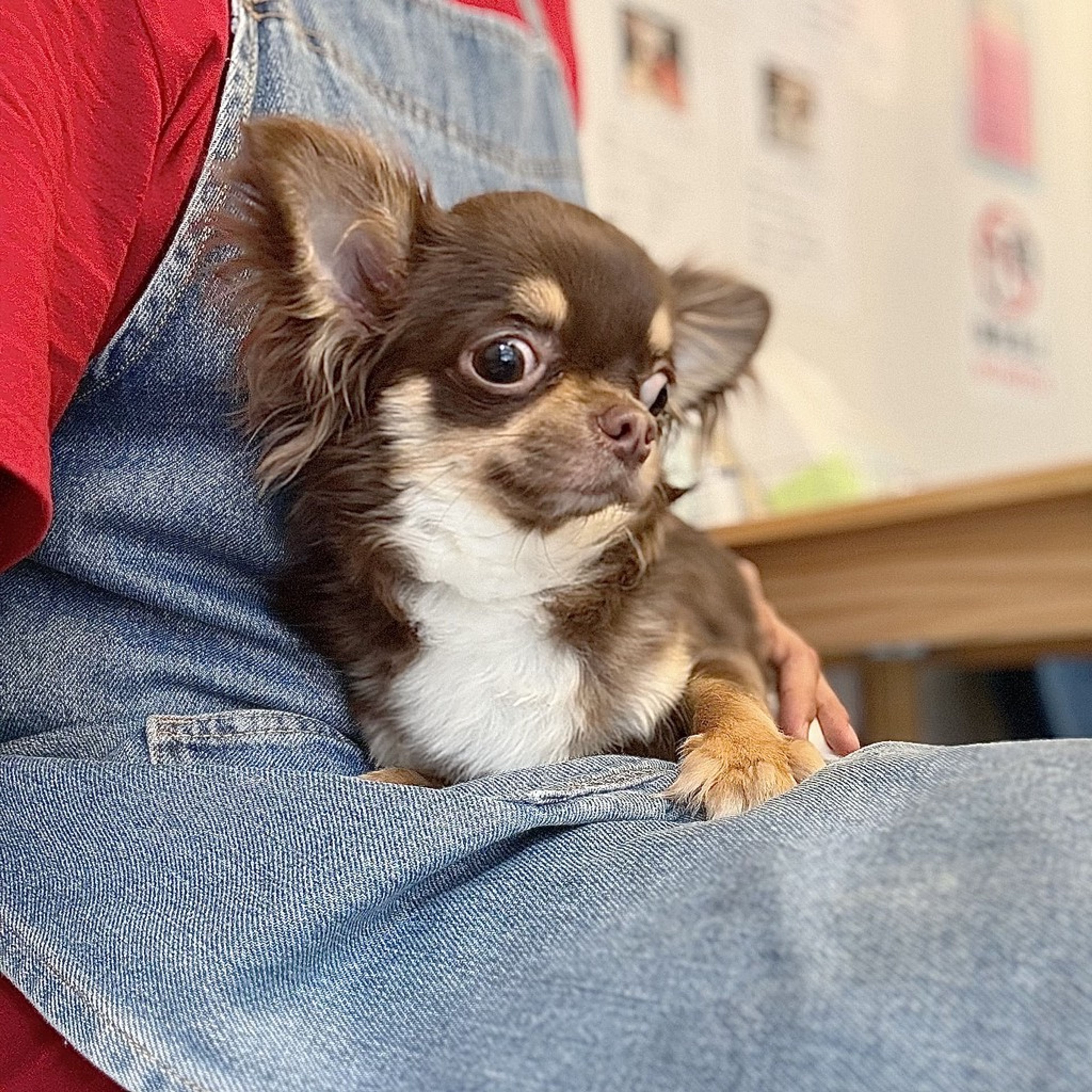 pet-image-9