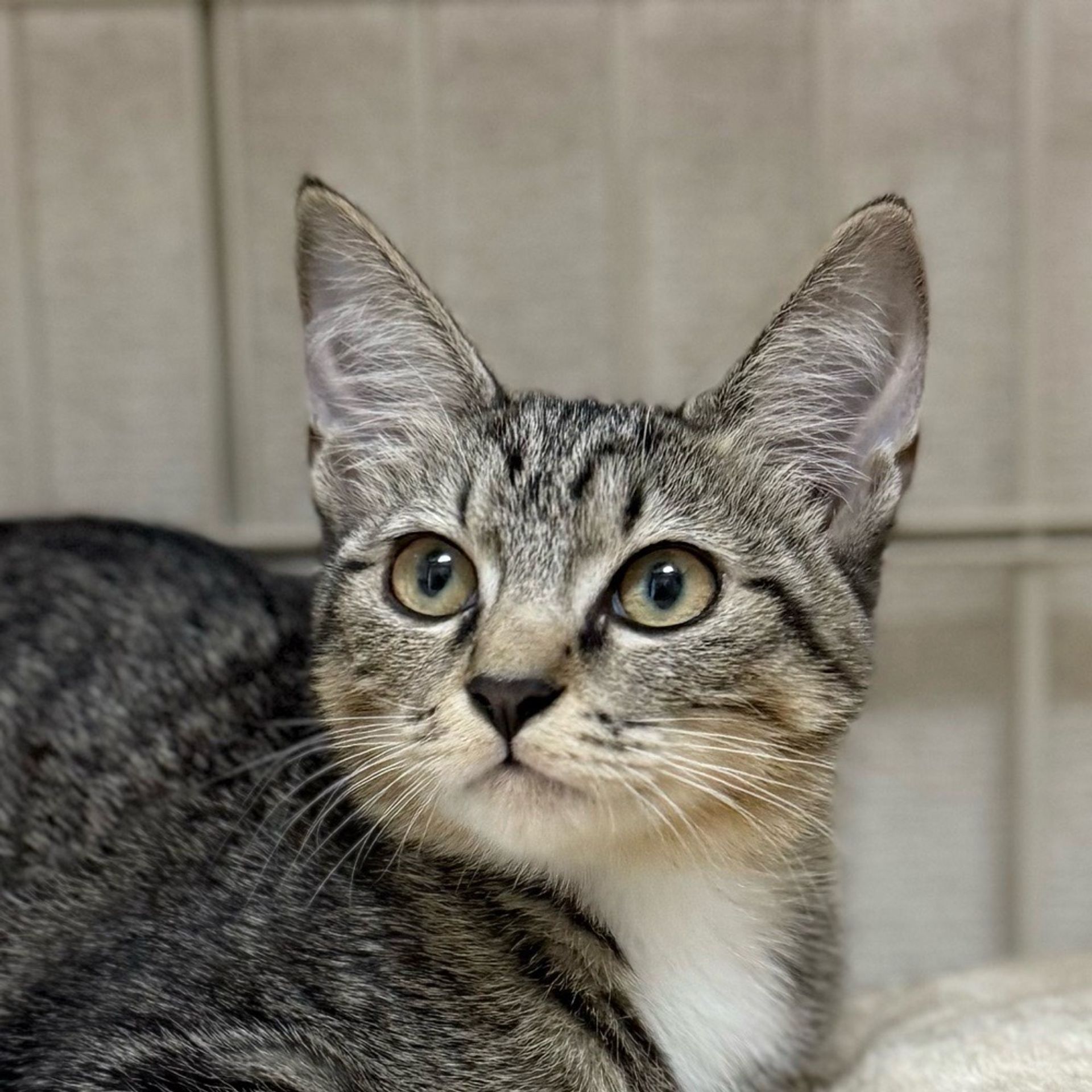 雑種（ミックス猫）・メスの里親募集の写真