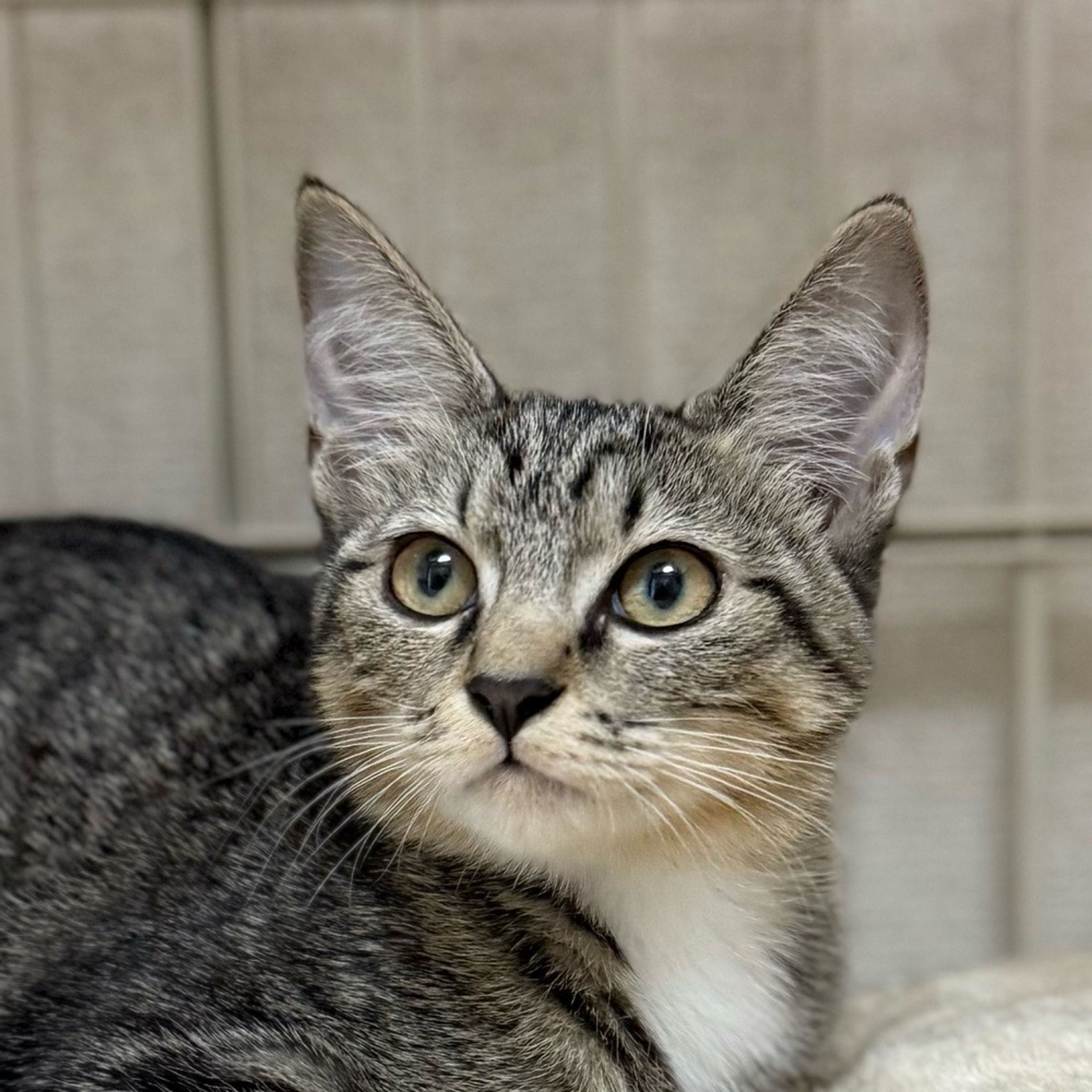 雑種（ミックス猫）・メスの里親募集の写真