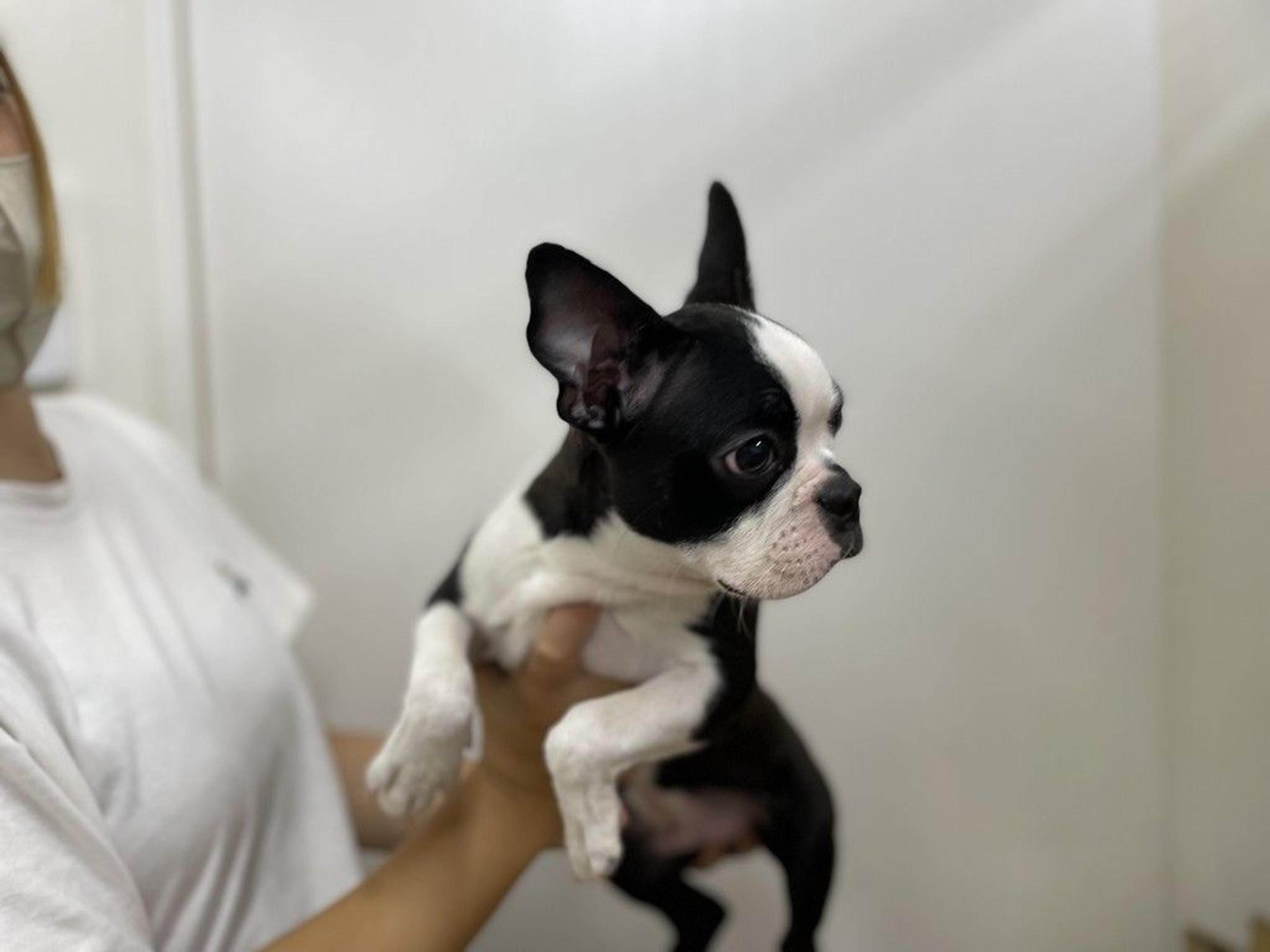 pet-image-4