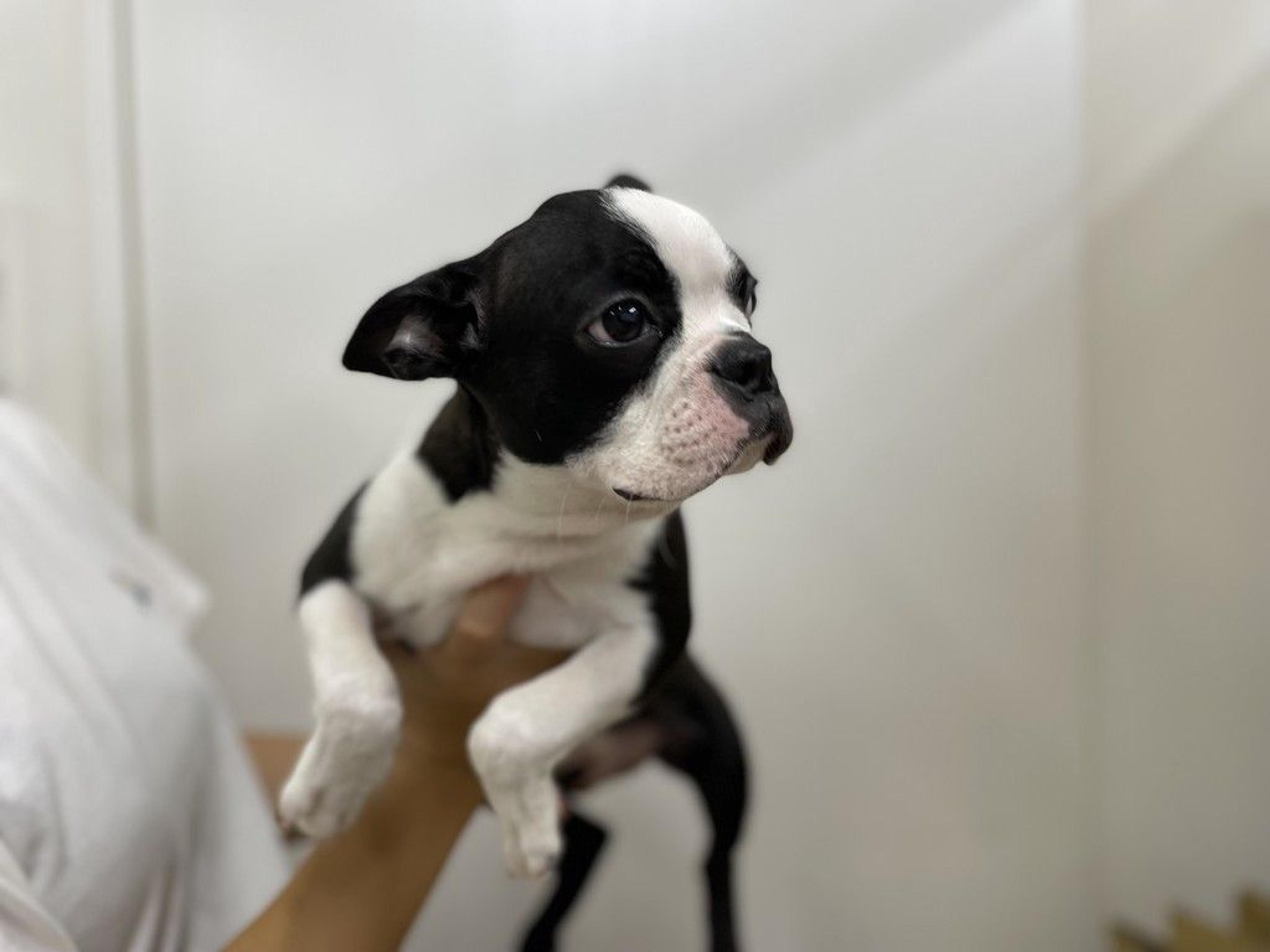 pet-image-3