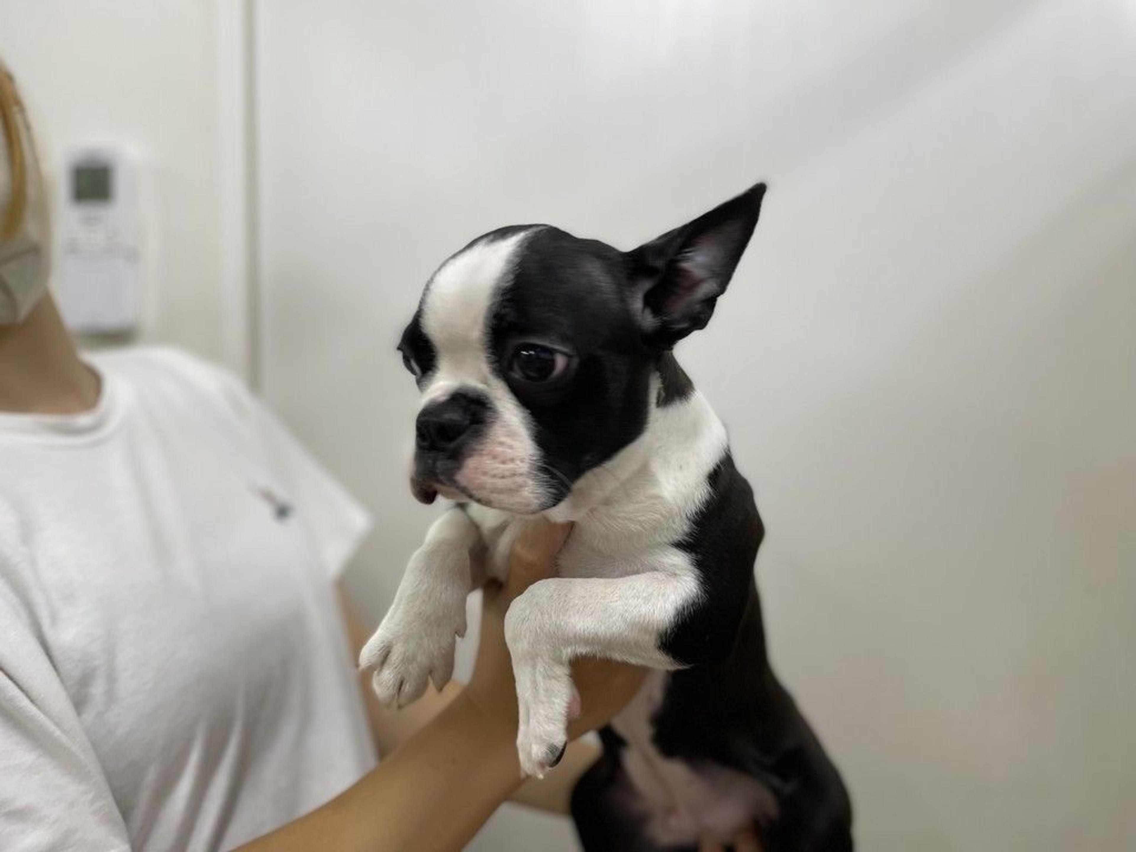 pet-image-2