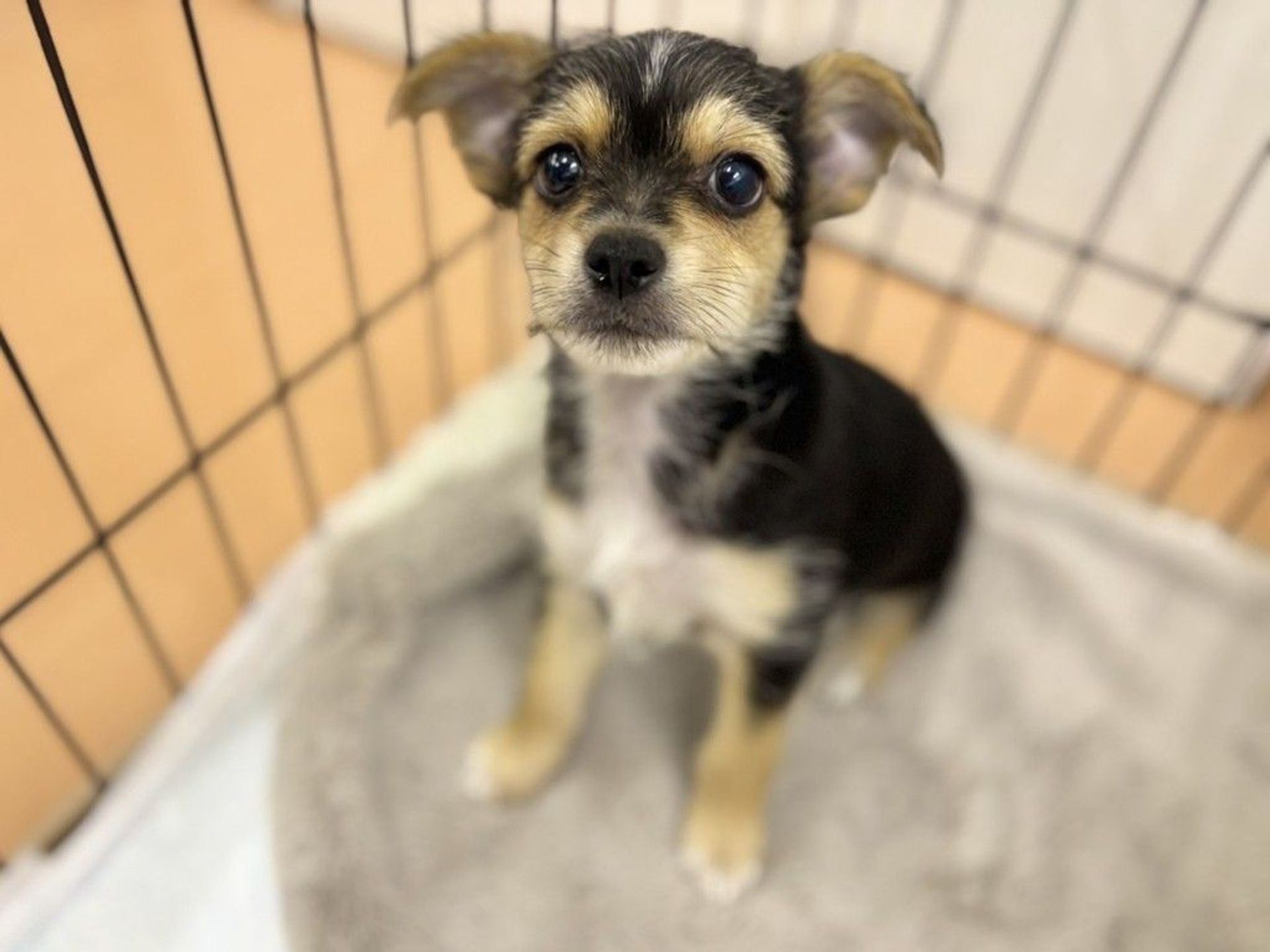 雑種（ミックス犬）・オスの里親募集の写真