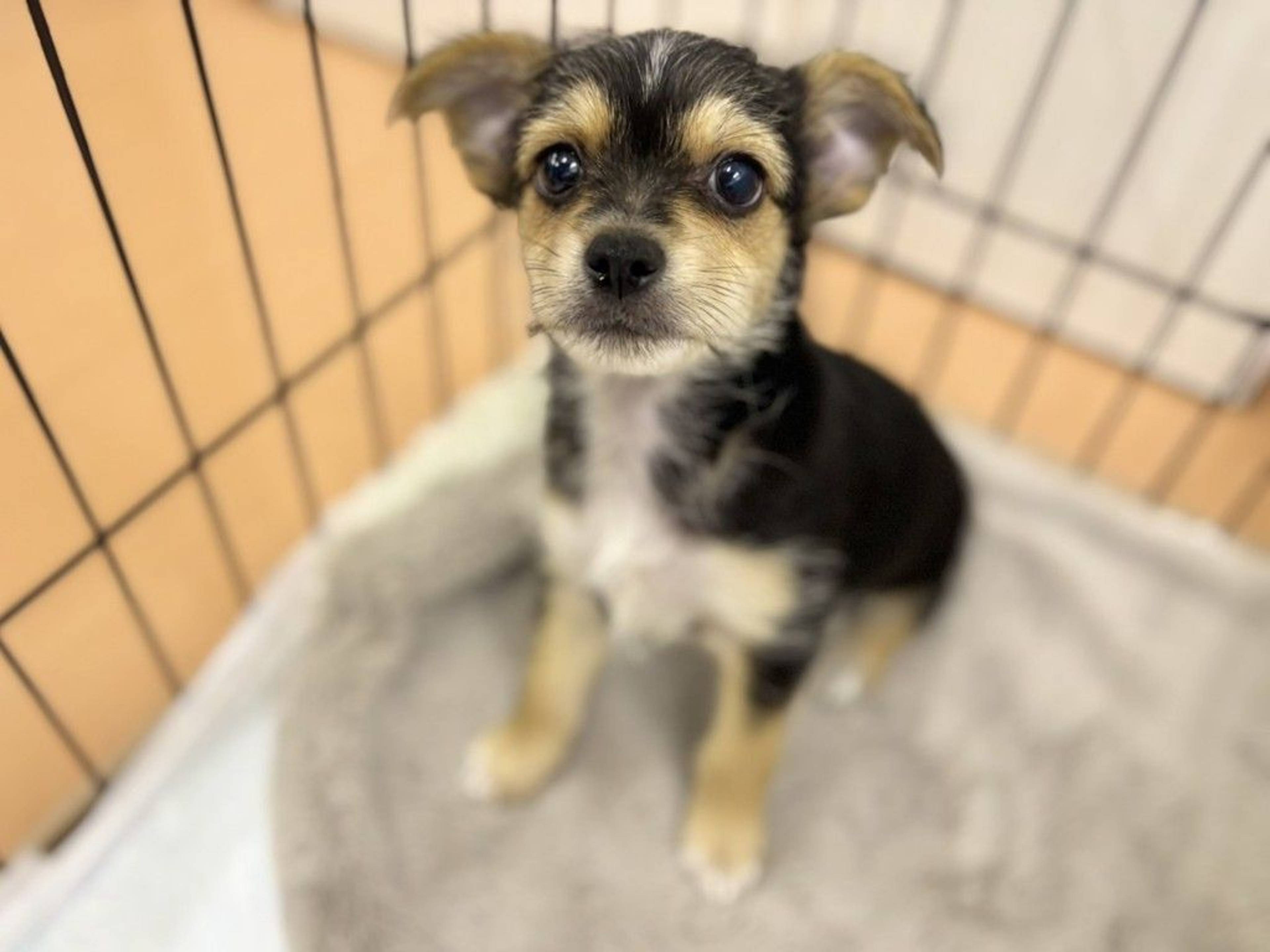 雑種（ミックス犬）・オスの里親募集の写真
