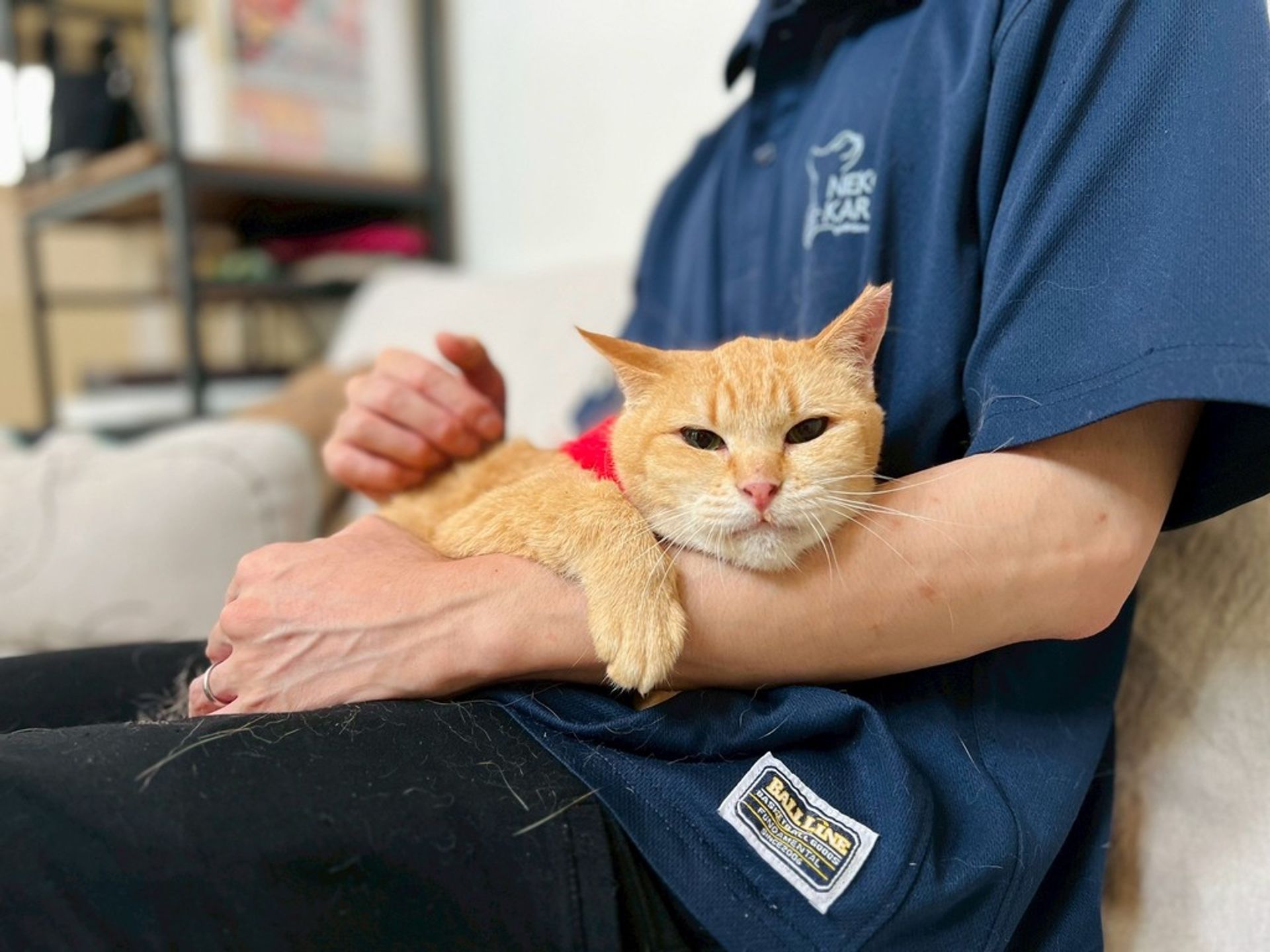 雑種（ミックス猫）・メスの里親募集の写真