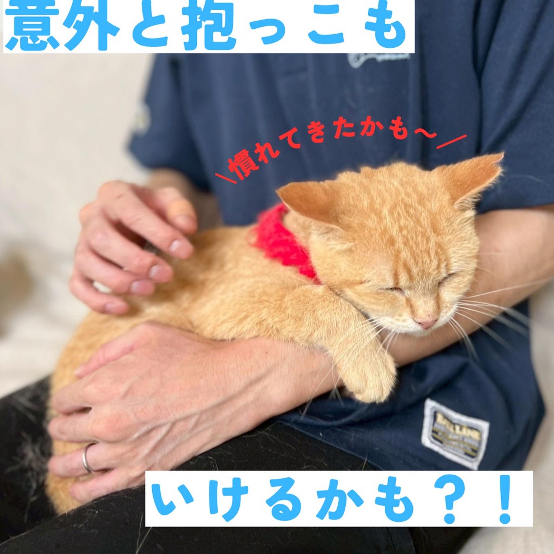 pet-image-3