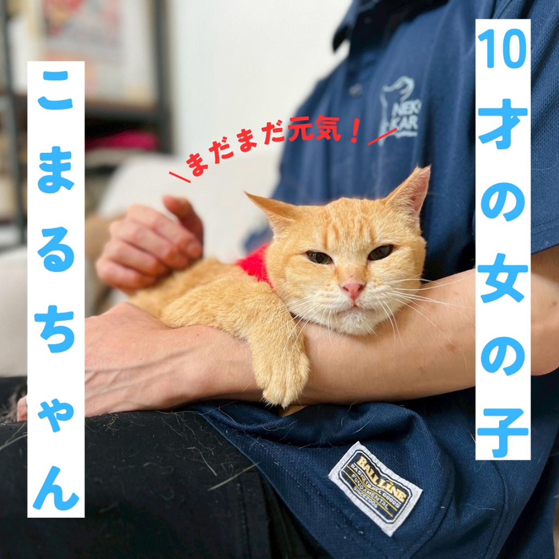 pet-image-2