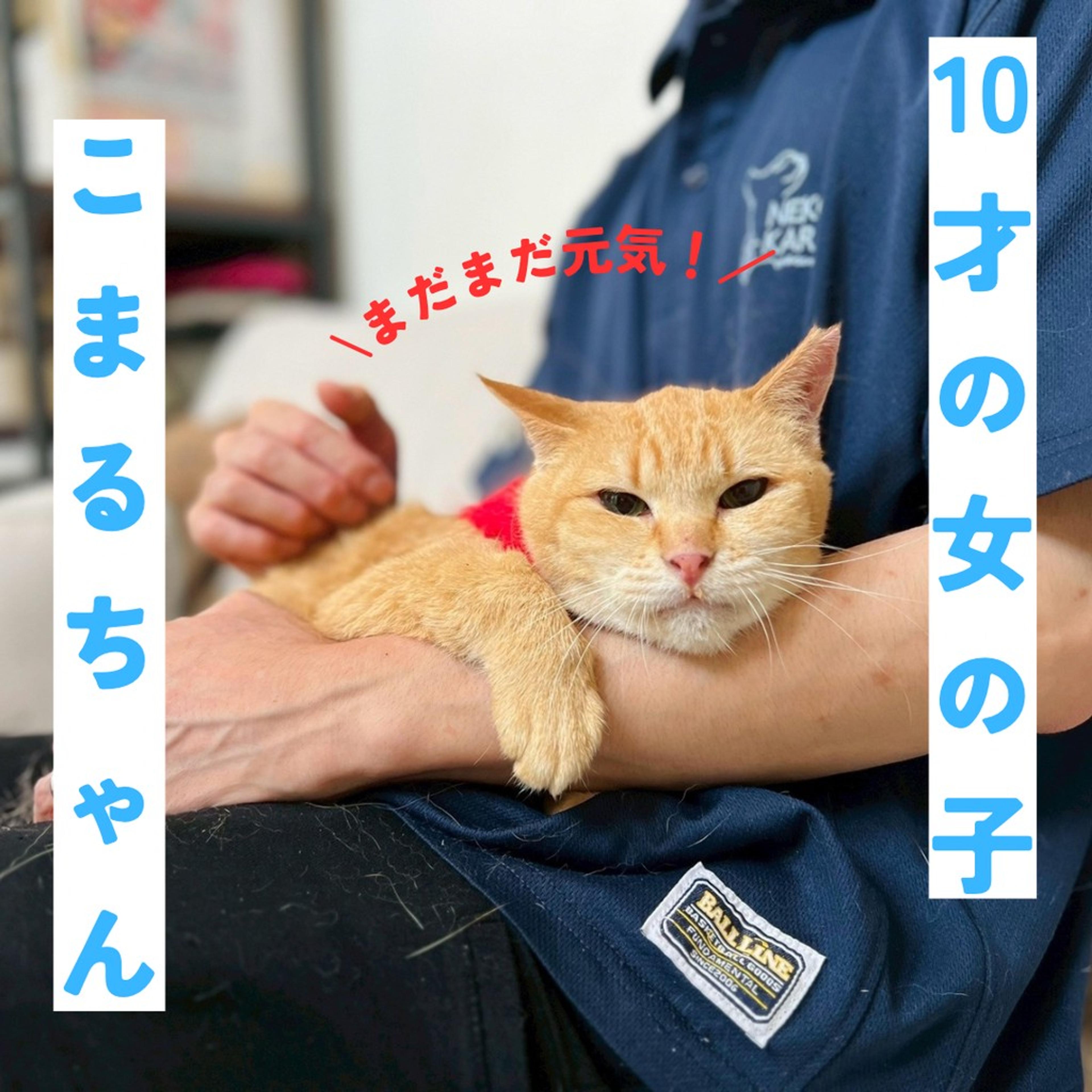 pet-image-2