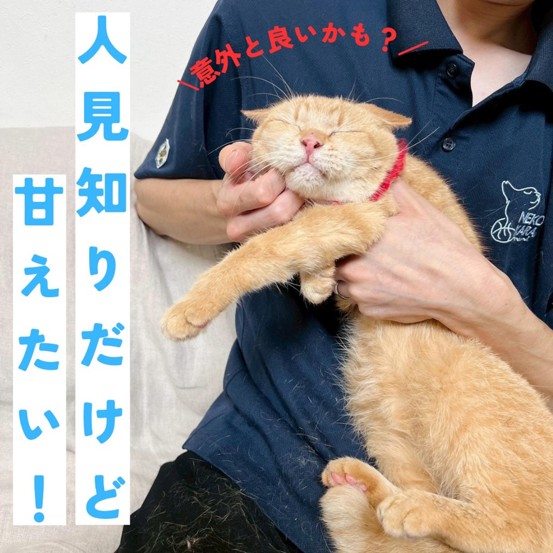 pet-image-4