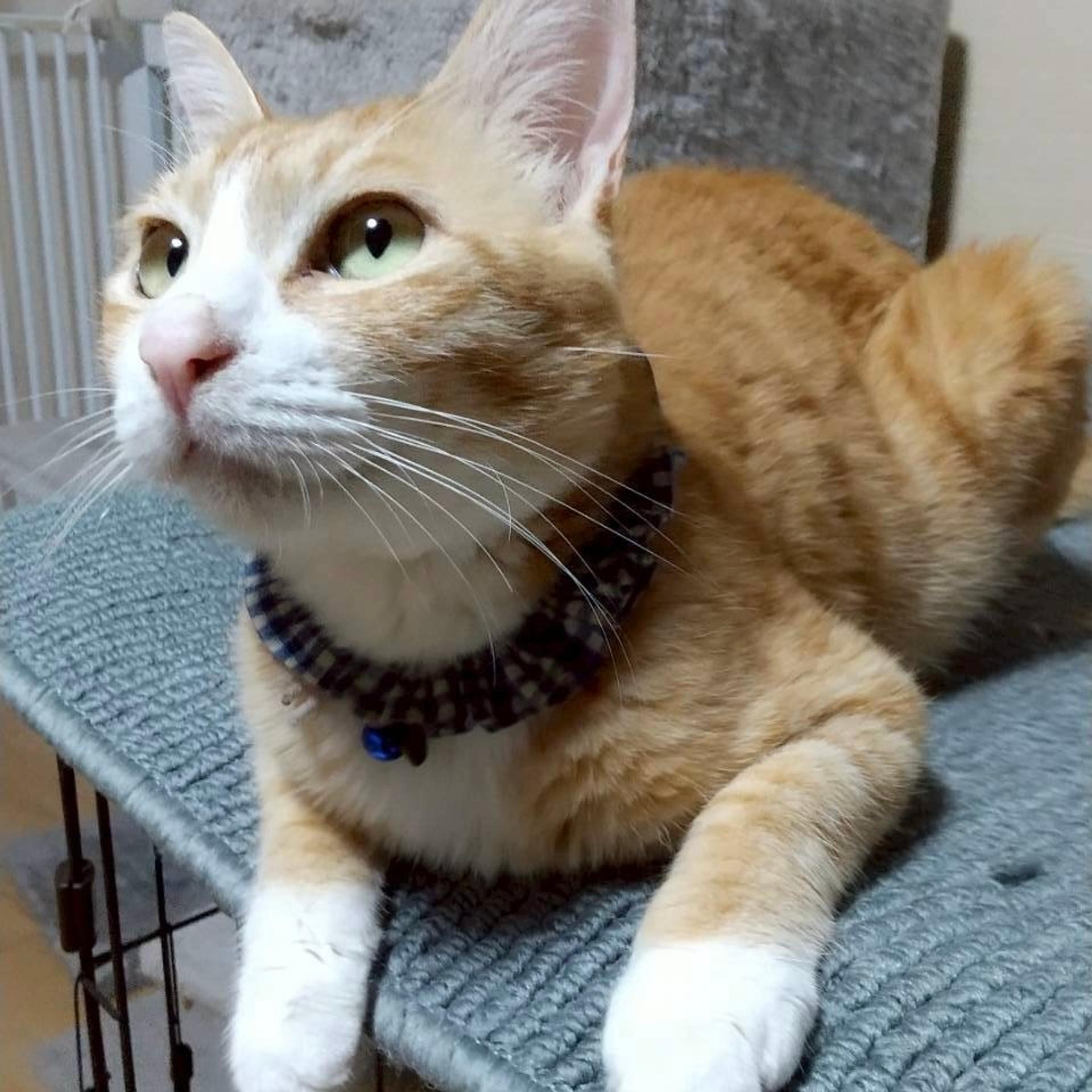 pet-image-2